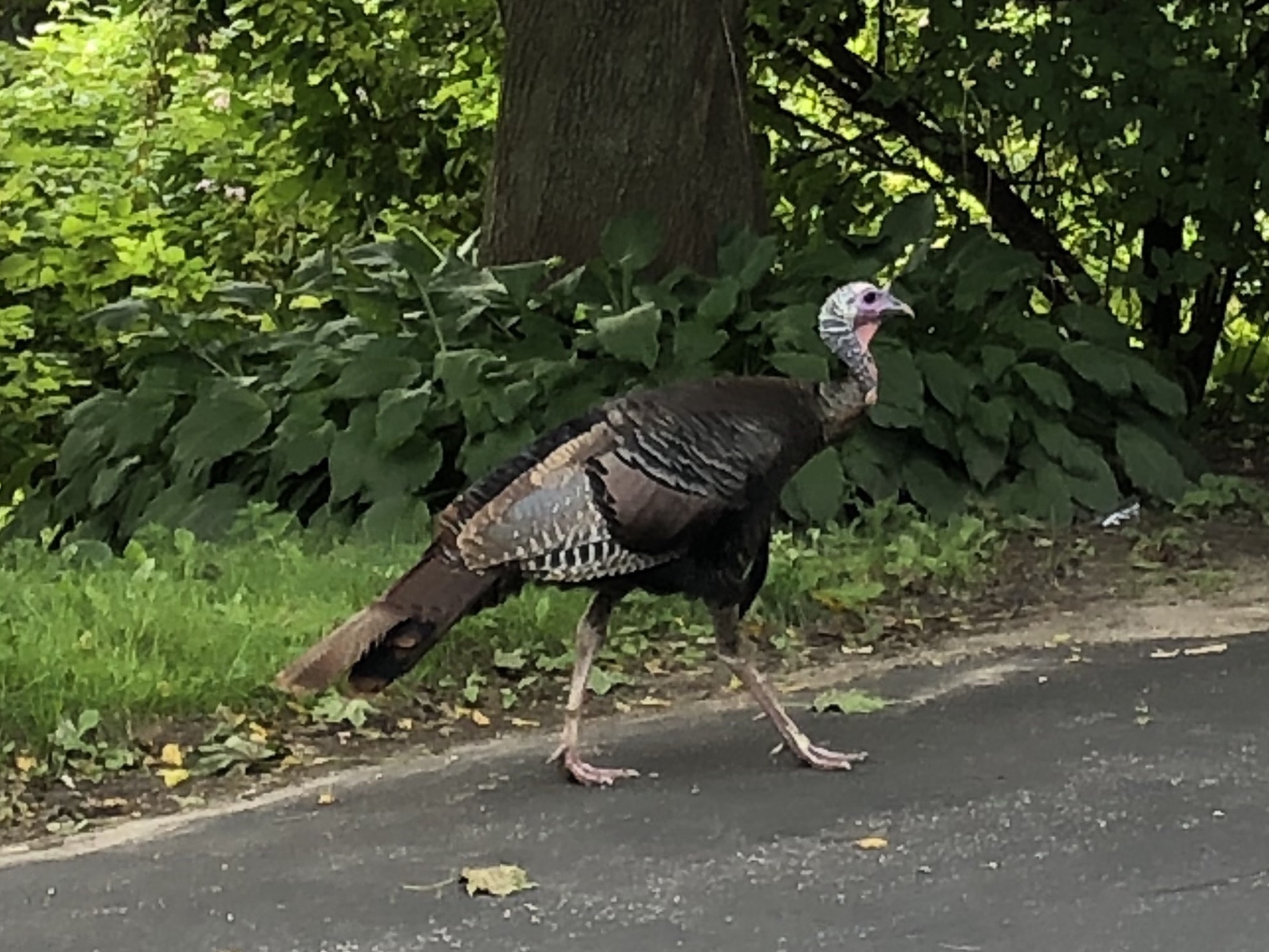 Wild Turkey walking on Gregory Street in Madison on September 9, 2018.
