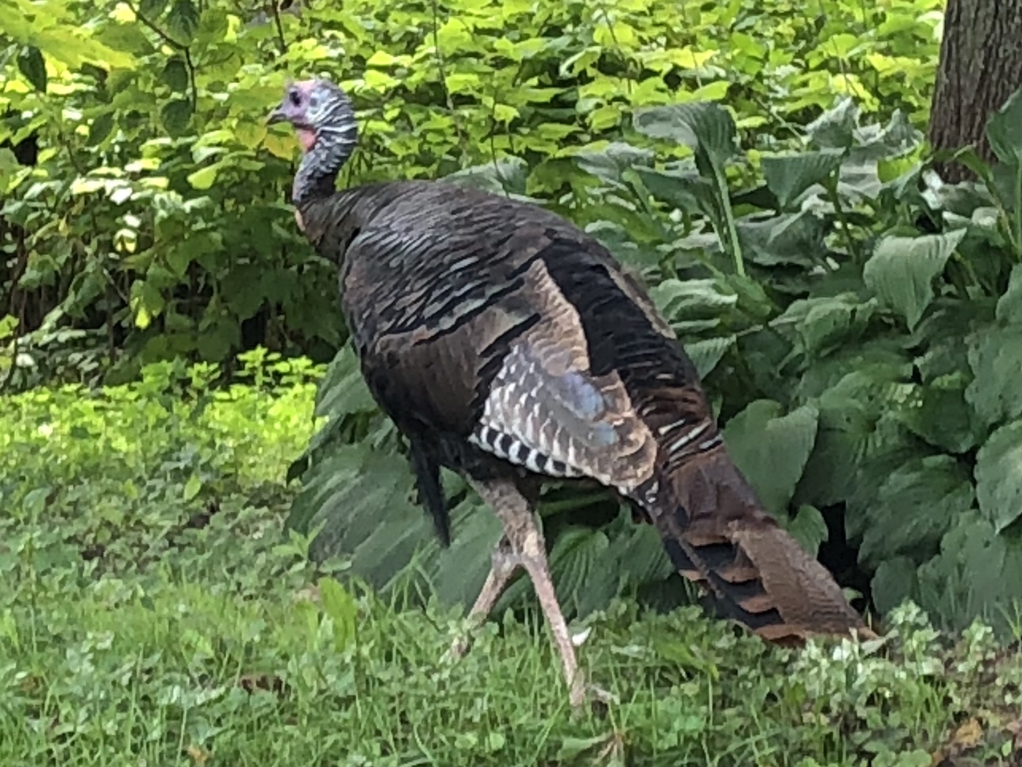 Wild Turkey walking on Gregory Street in Madison on September 9, 2018.
