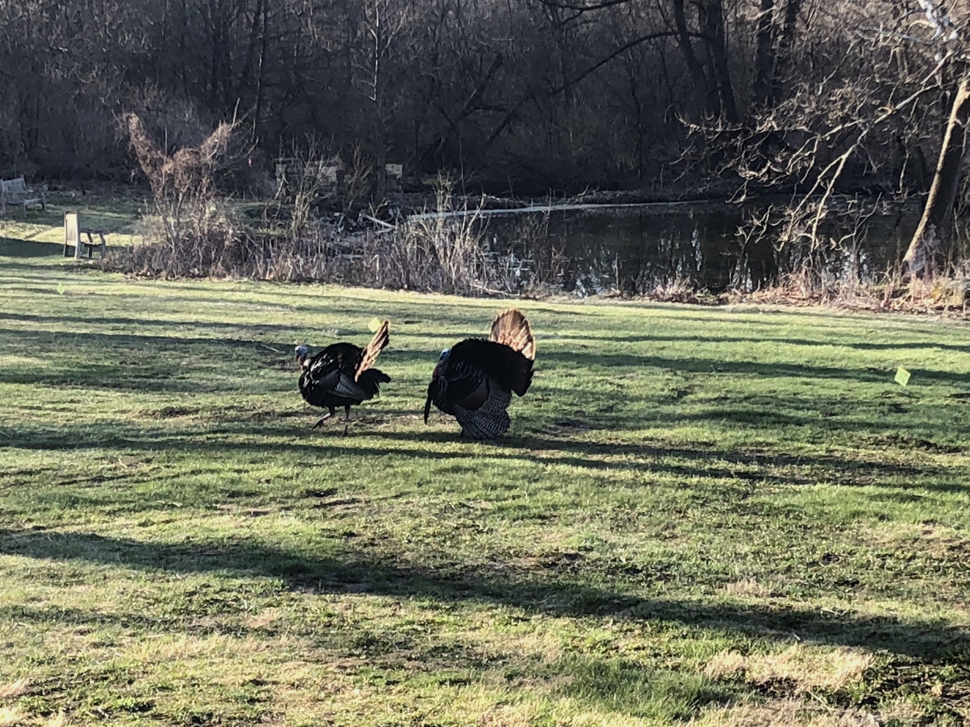 Wild Turkeys at Duck Pond on April 27, 2018.