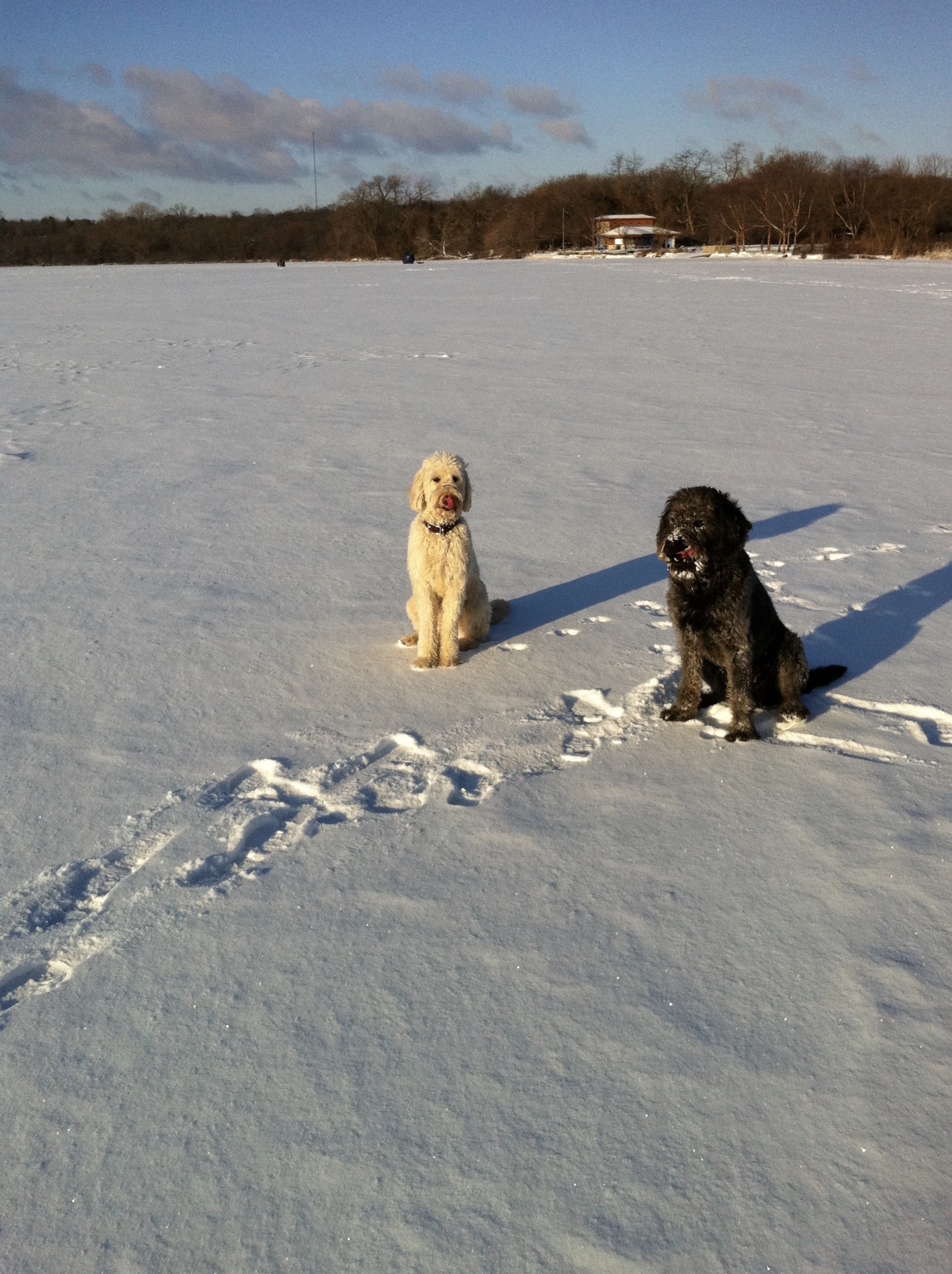 Labradoodles on Lake Wingra on January 1, 2012.