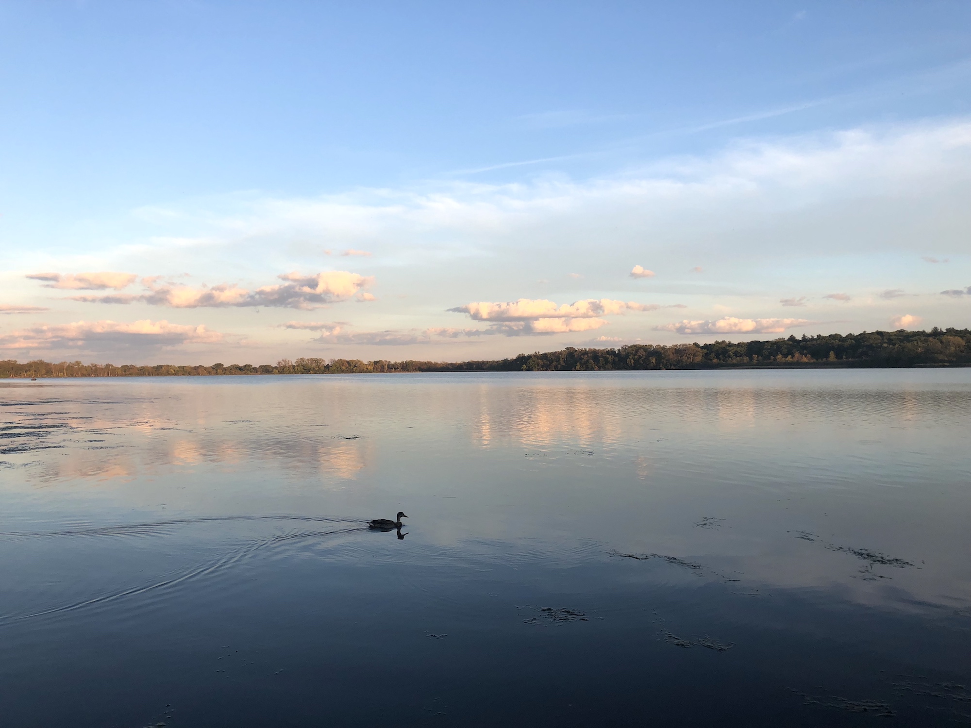 Duck on Lake Wingra on September 26, 2018.
