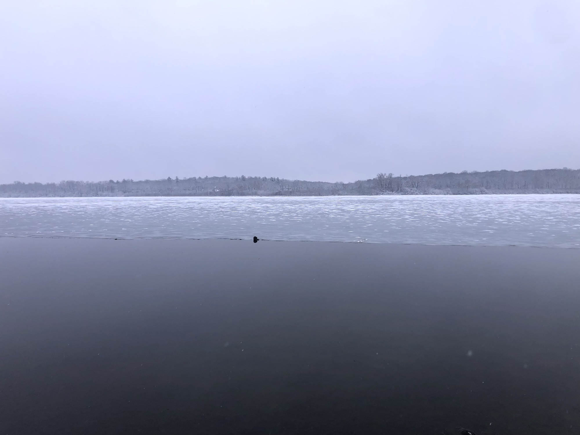 Lake Wingra with muskrat on edge of receding ice on March 12, 2023.