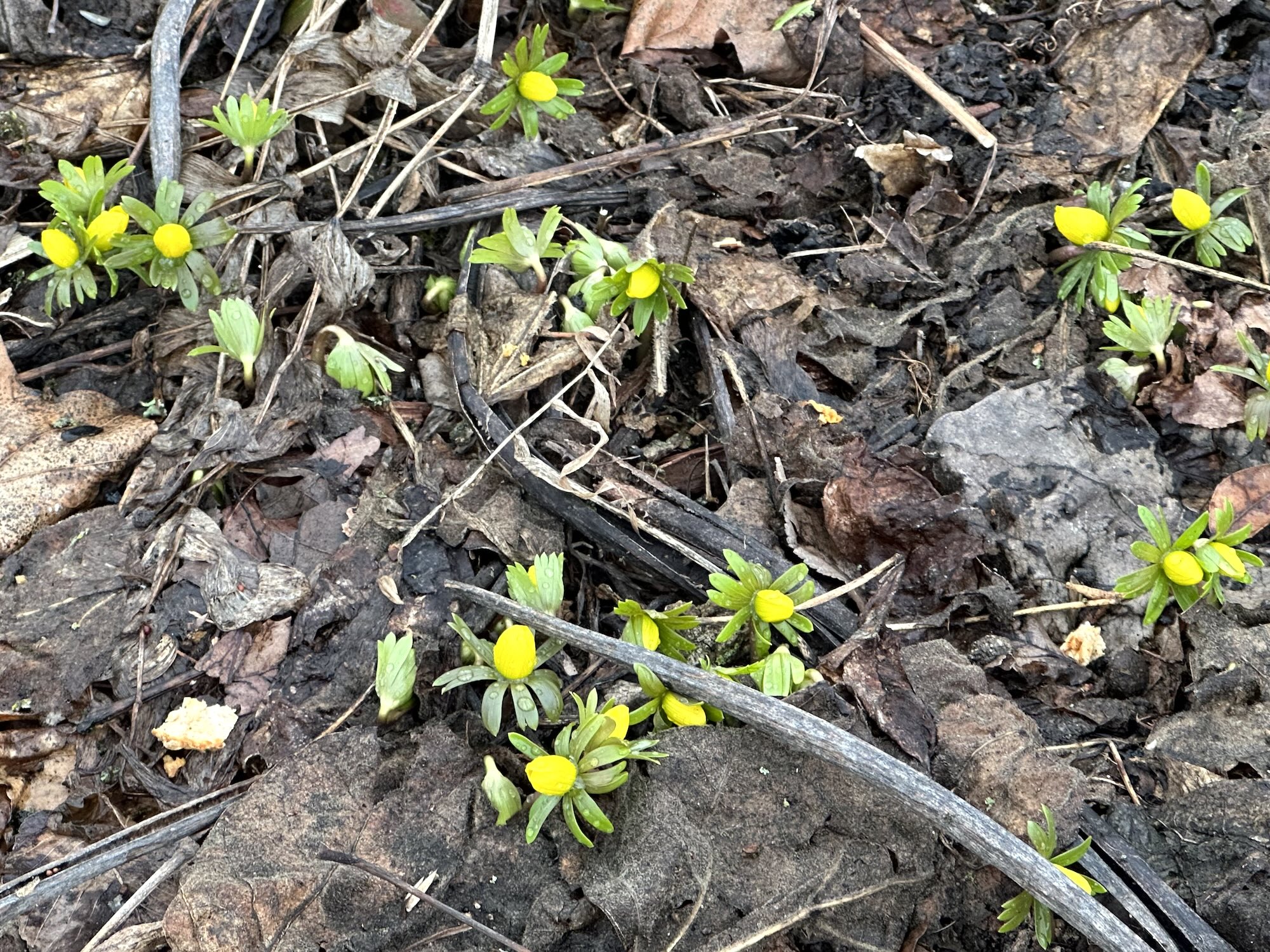 Winter Aconite emerging in yard behind Gates and Brovi in Madison, Wisconsin on February 8, 2024.