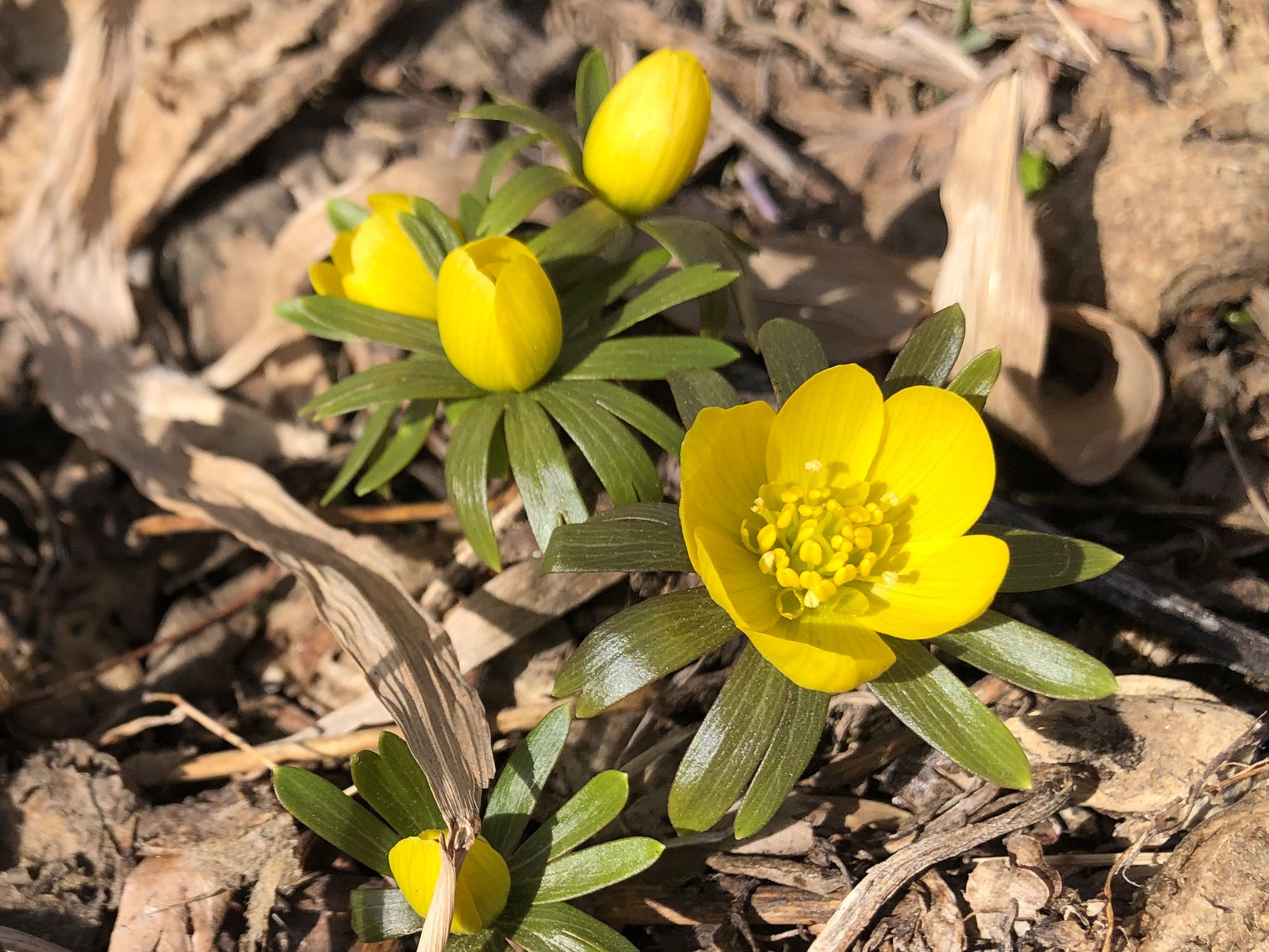 Winter Aconite in behind Gates and Brovi in Madison, Wisconsin on March 7, 2023.