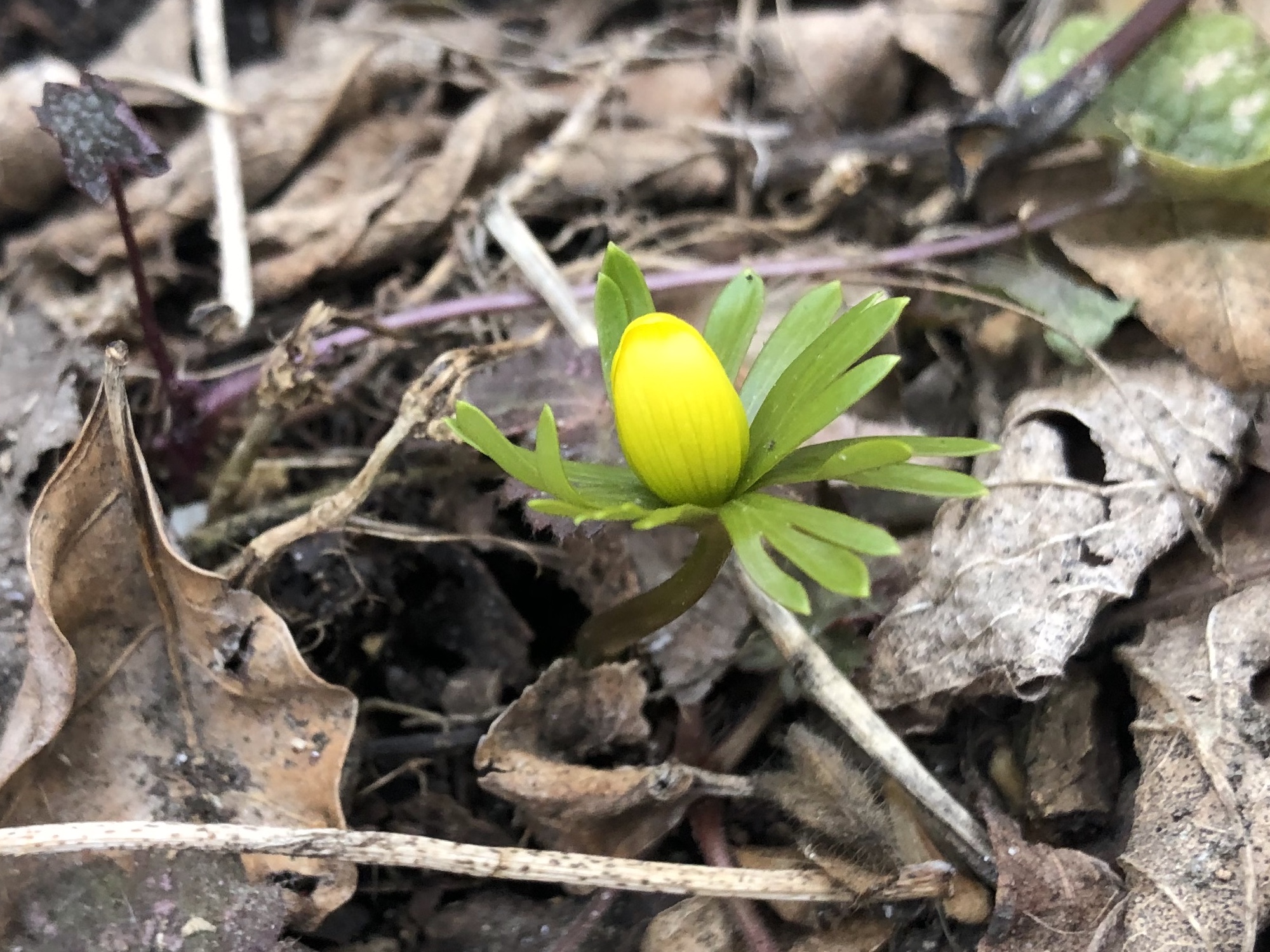 Winter Aconite that has escaped and naturalized near Ho Nee Um Pond on March 09, 2023.