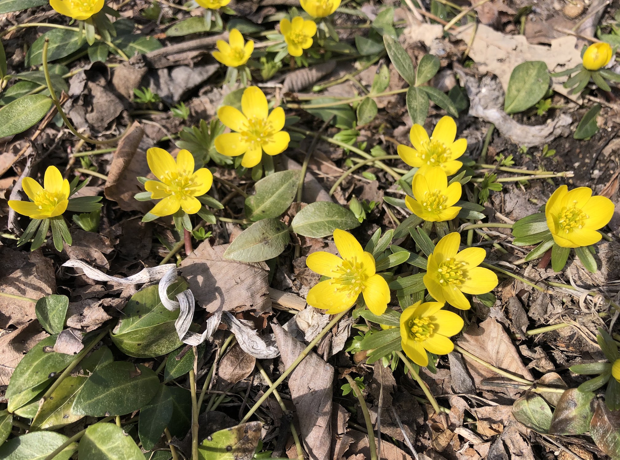 Winter Aconite in behind Gates and Brovi in Madison, Wisconsin on March 7, 2023.