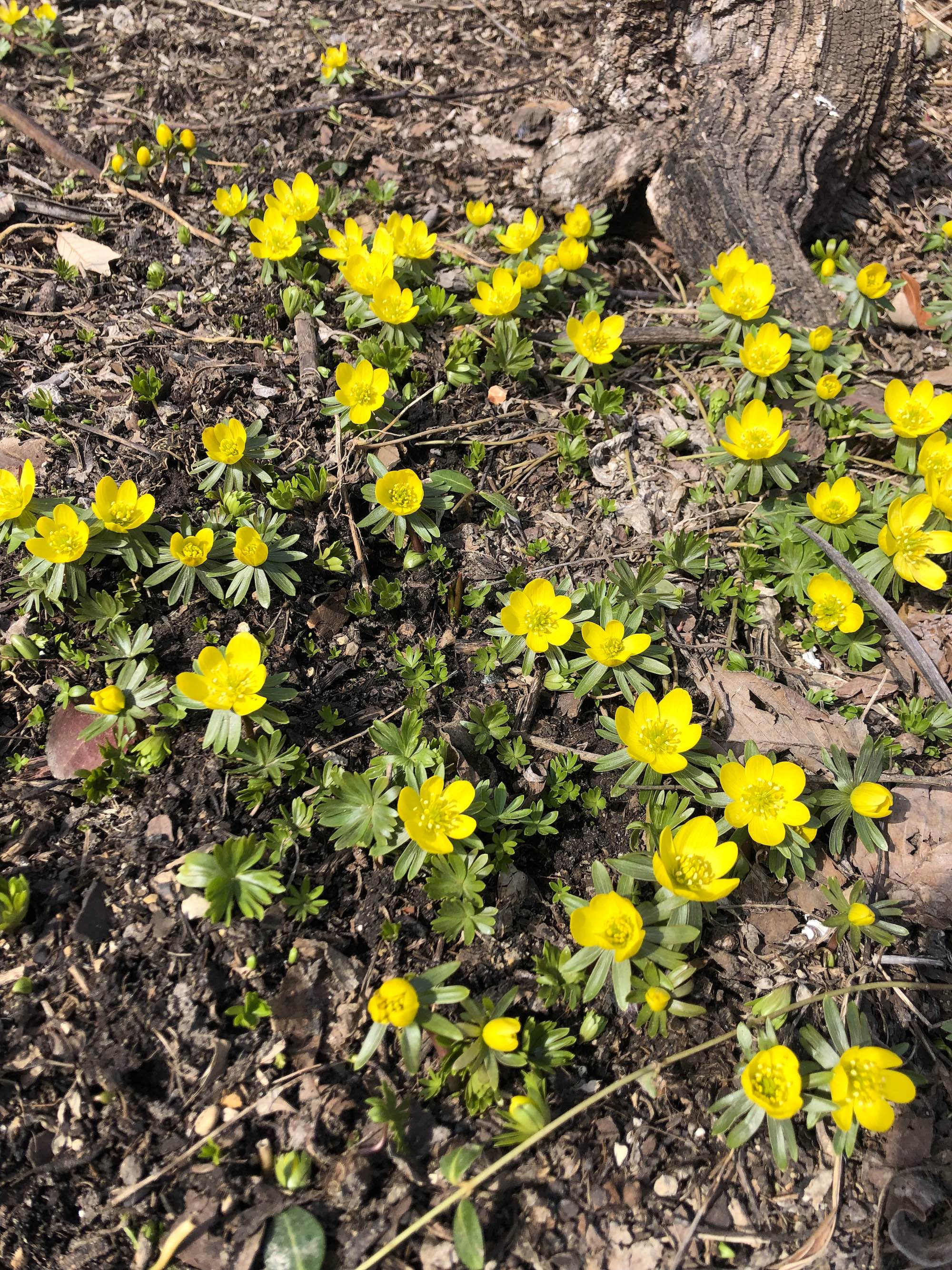 Winter Aconite in yard behind Gates and Brovi in Madison, Wisconsin on March 7, 2023.
