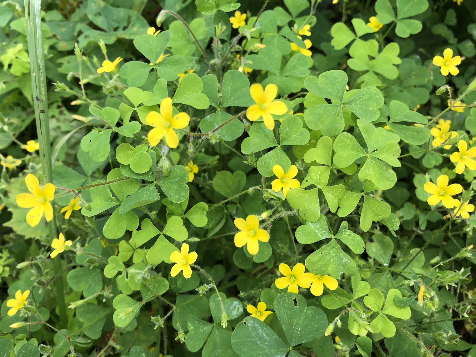 Wisconsin Wildflower | Common Yellow Woodsorrel | Oxalis corniculata ...
