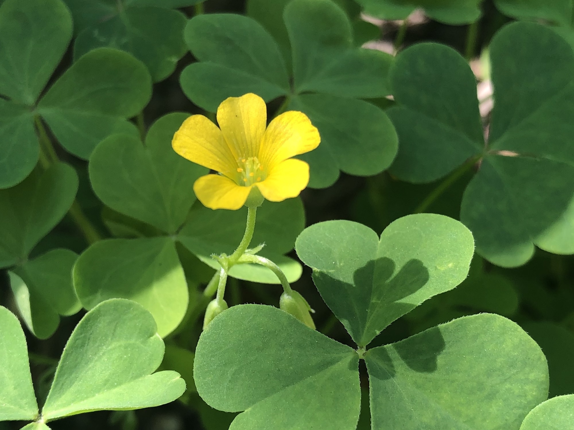 Yellow Woodsorrel leaves and flower