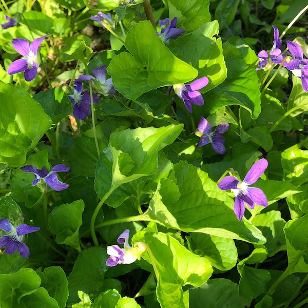 Wood Violets in the University of Wisconsin Arboretum in the Spring of 2018.