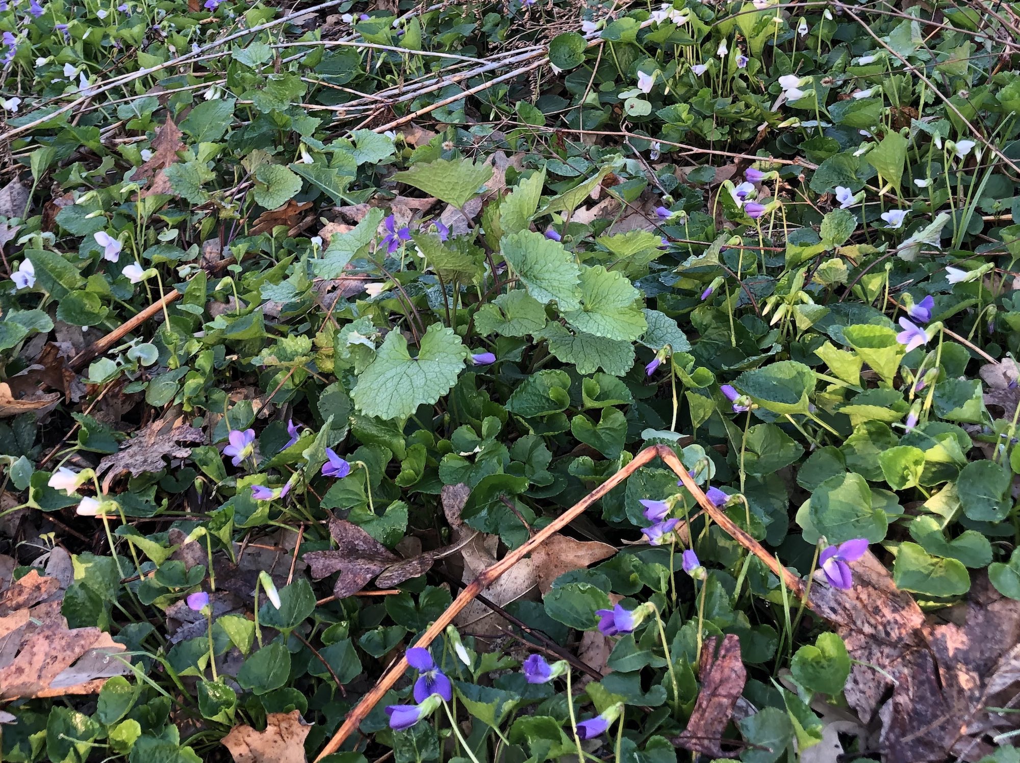Wood Violets near Council Ring, the Oak Savanna and the Duck Pond on April 24, 2019.