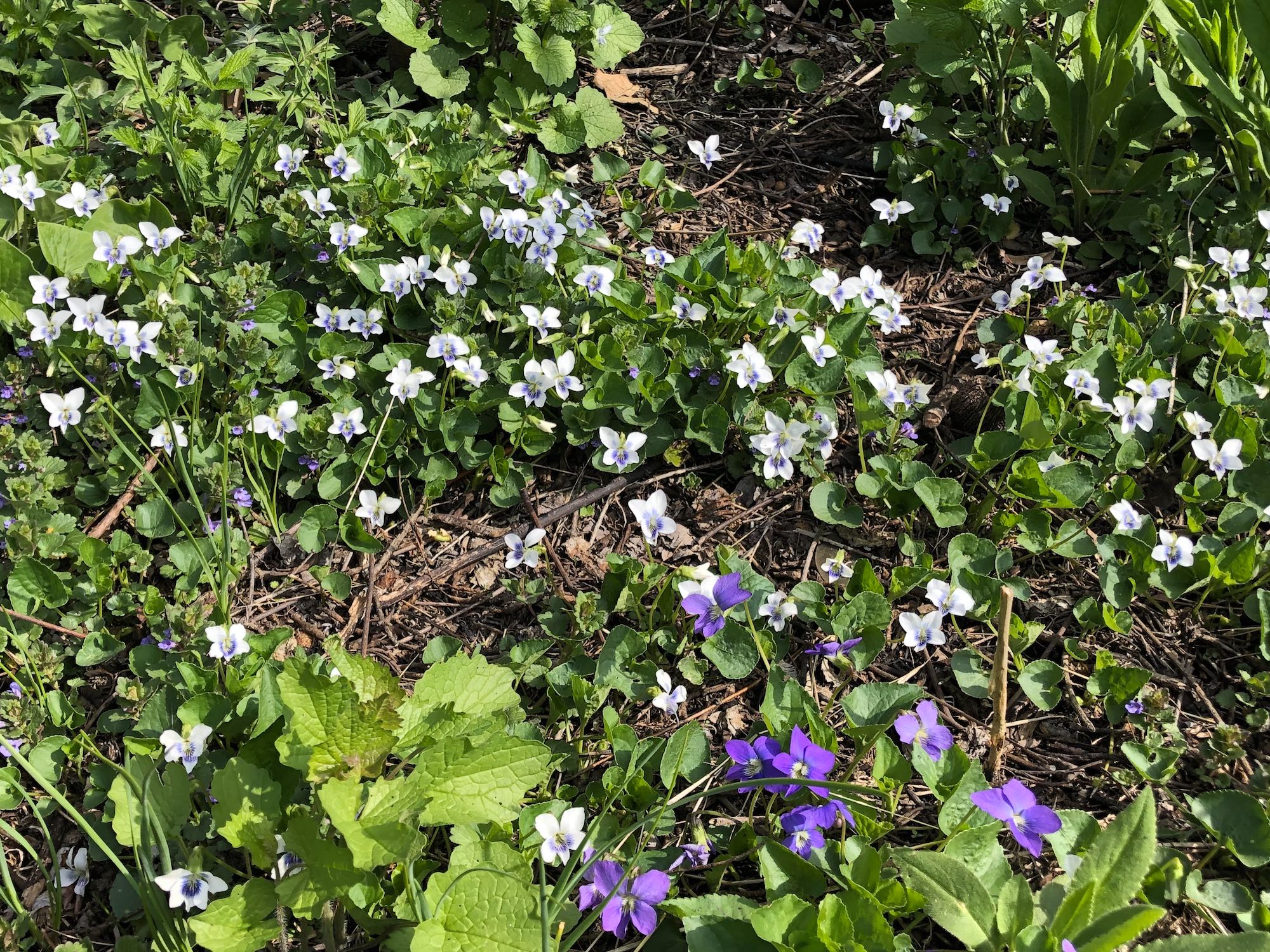 Wood Violets near the Duck Pond on April 25, 2019.