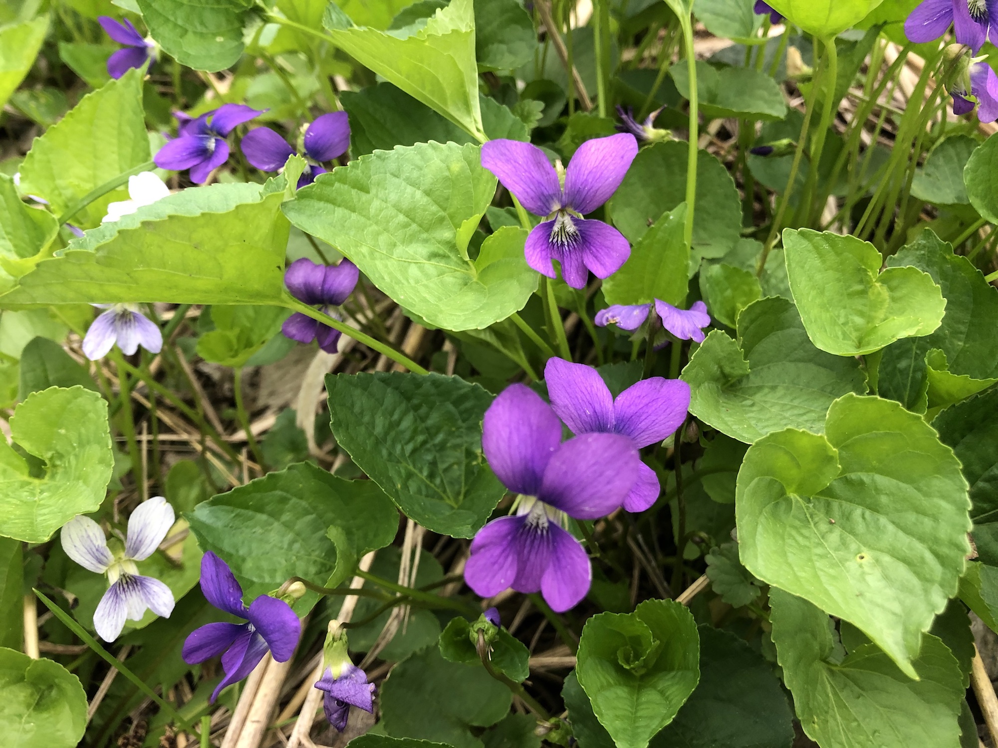 Wood Violets near Council Ring, the Oak Savanna and the Duck Pond on May 17, 2019.