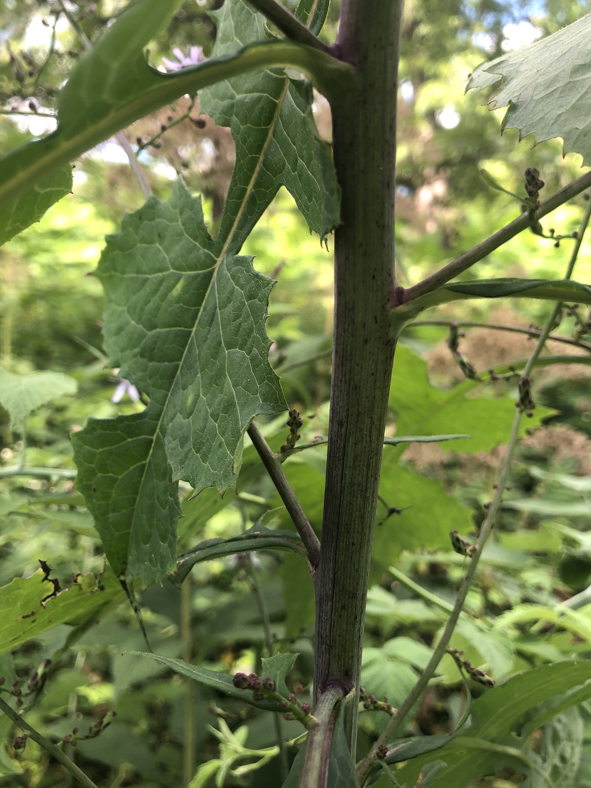 Woodland Lettuce in Oak Savanna in Madison, Wisconsin on August 16, 2021.