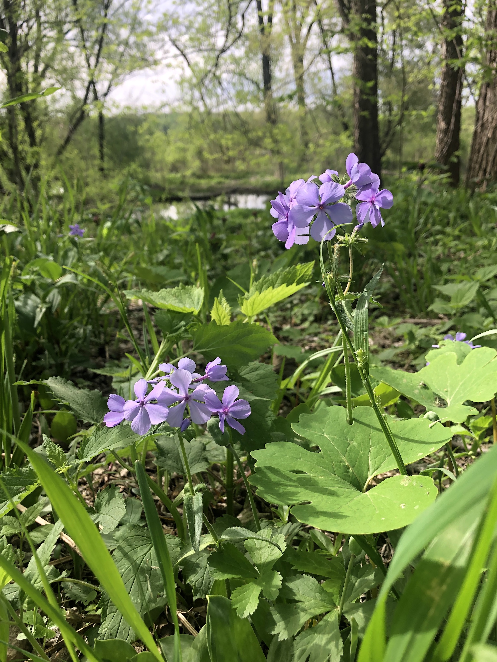 Woodland Phlox by Council Ring in Oak Savanna in Madison, Wisconsin  on May 15, 2022.