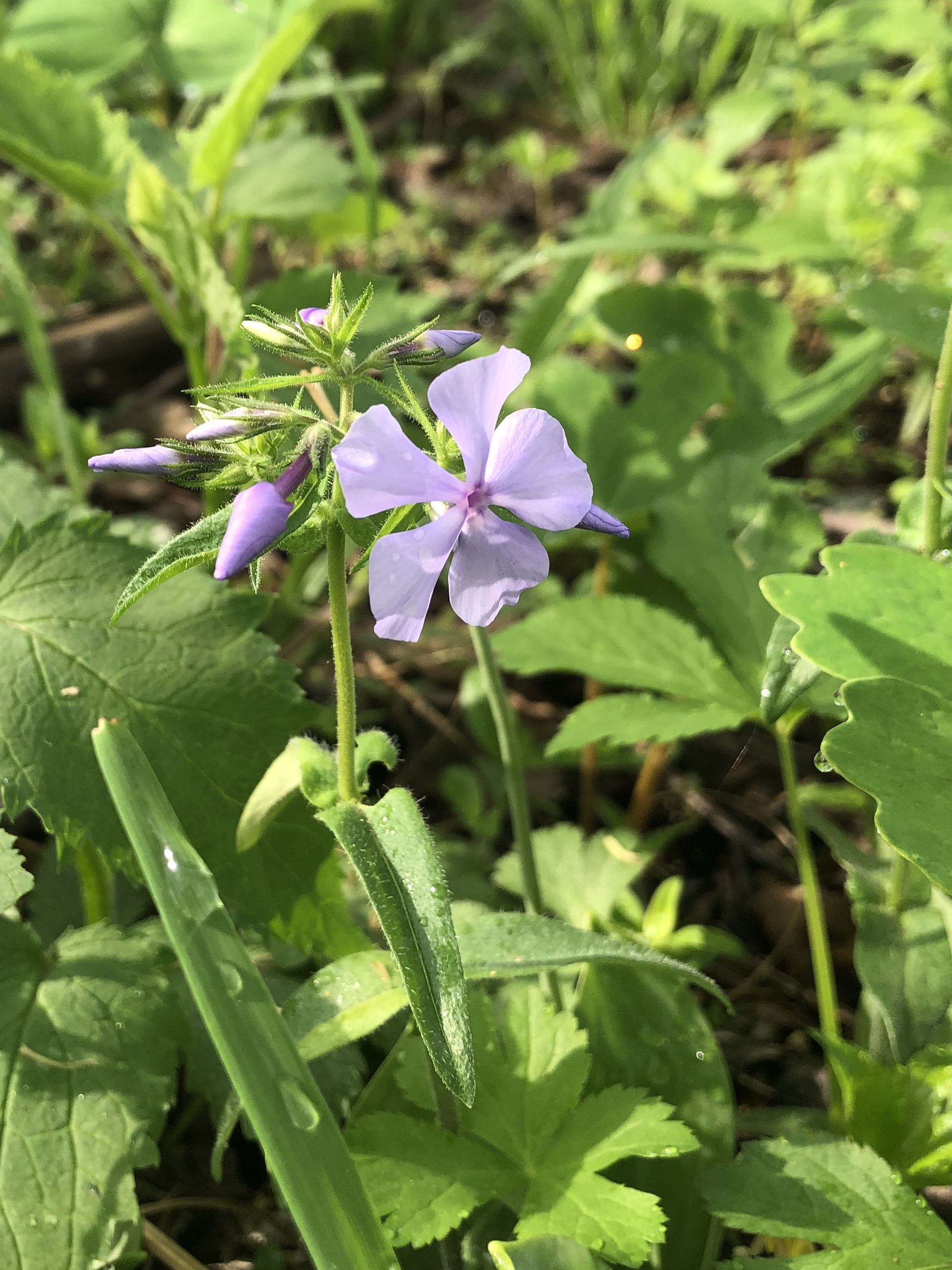 Woodland Phlox by Council Ring in Oak Savanna in Madison, Wisconsin on May 14, 2022.
