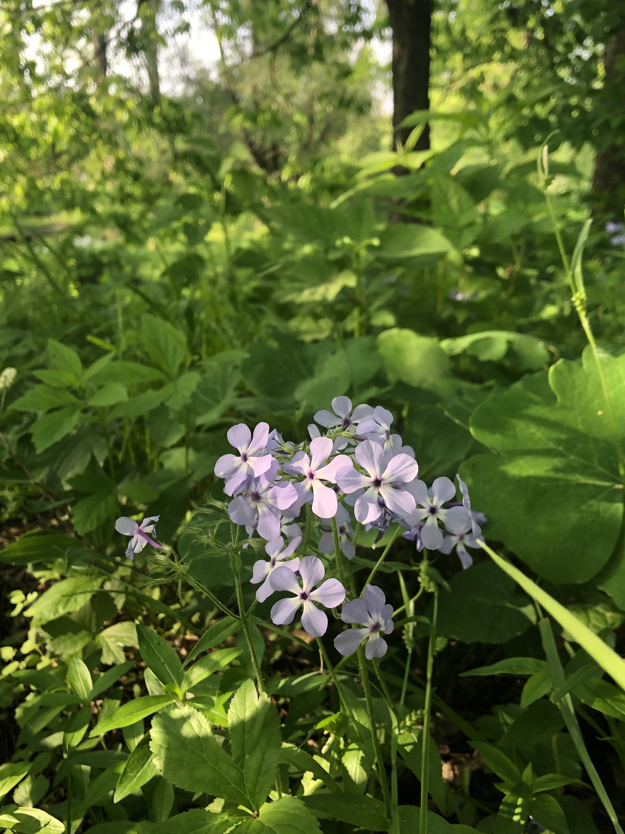 Woodland Phlox by Council Ring in Oak Savanna in Madison, Wisconsin  on May 30, 2022.