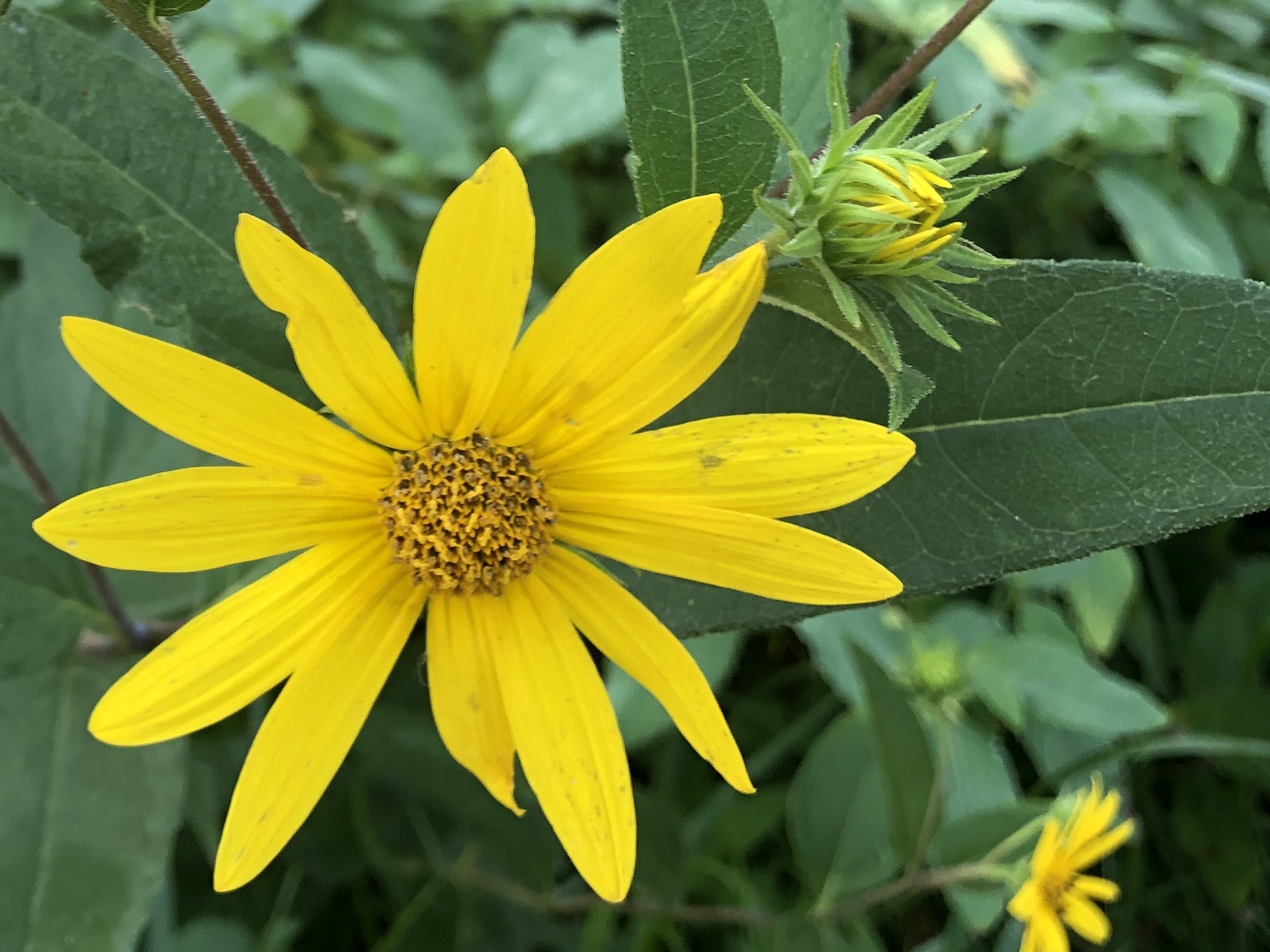 Woodland Sunflower in Marion Dunn Prairie August 16, 2020.