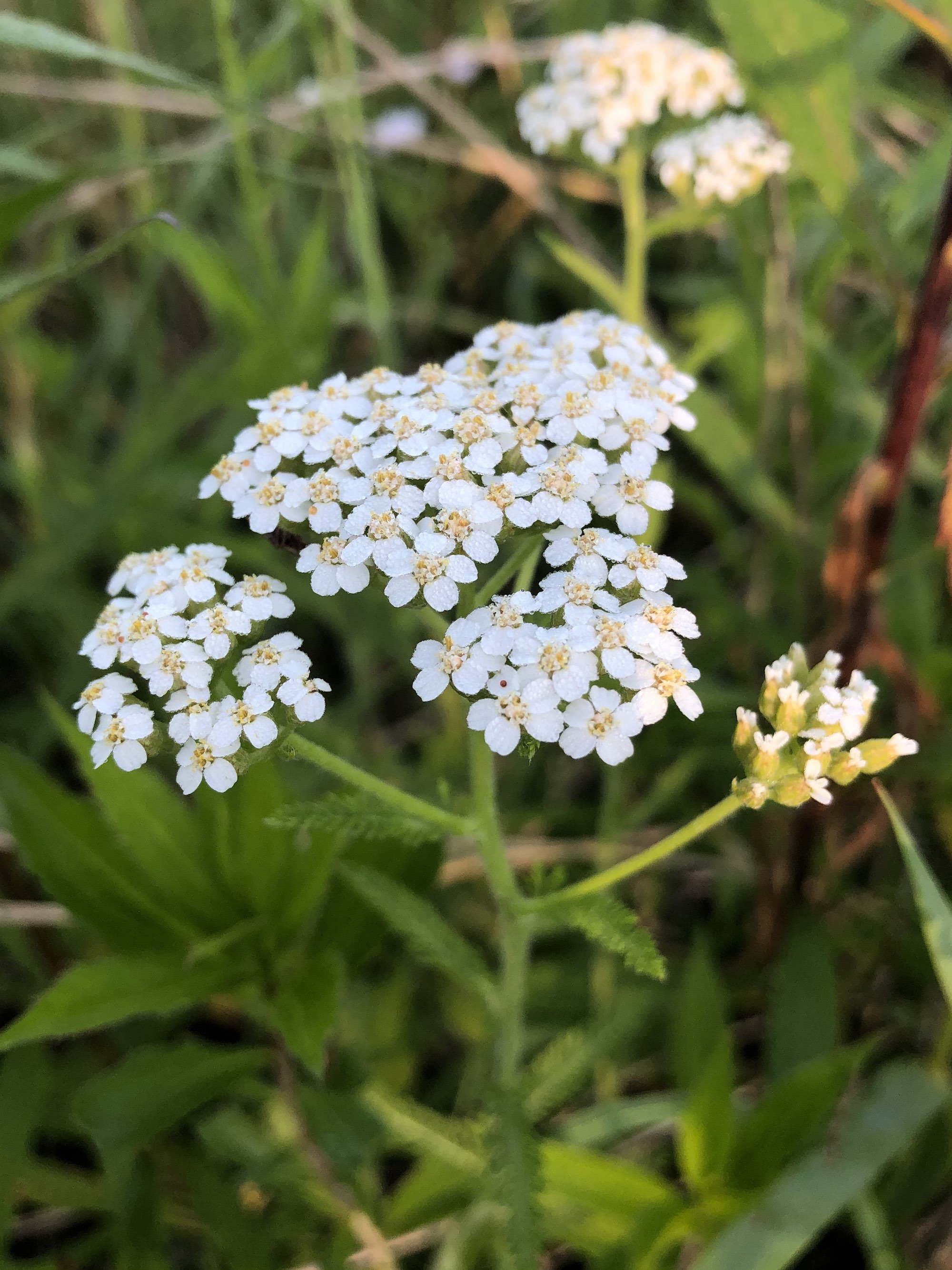 Common Yarrow on shore of Marion Dunn Pond on June 16, 2020.