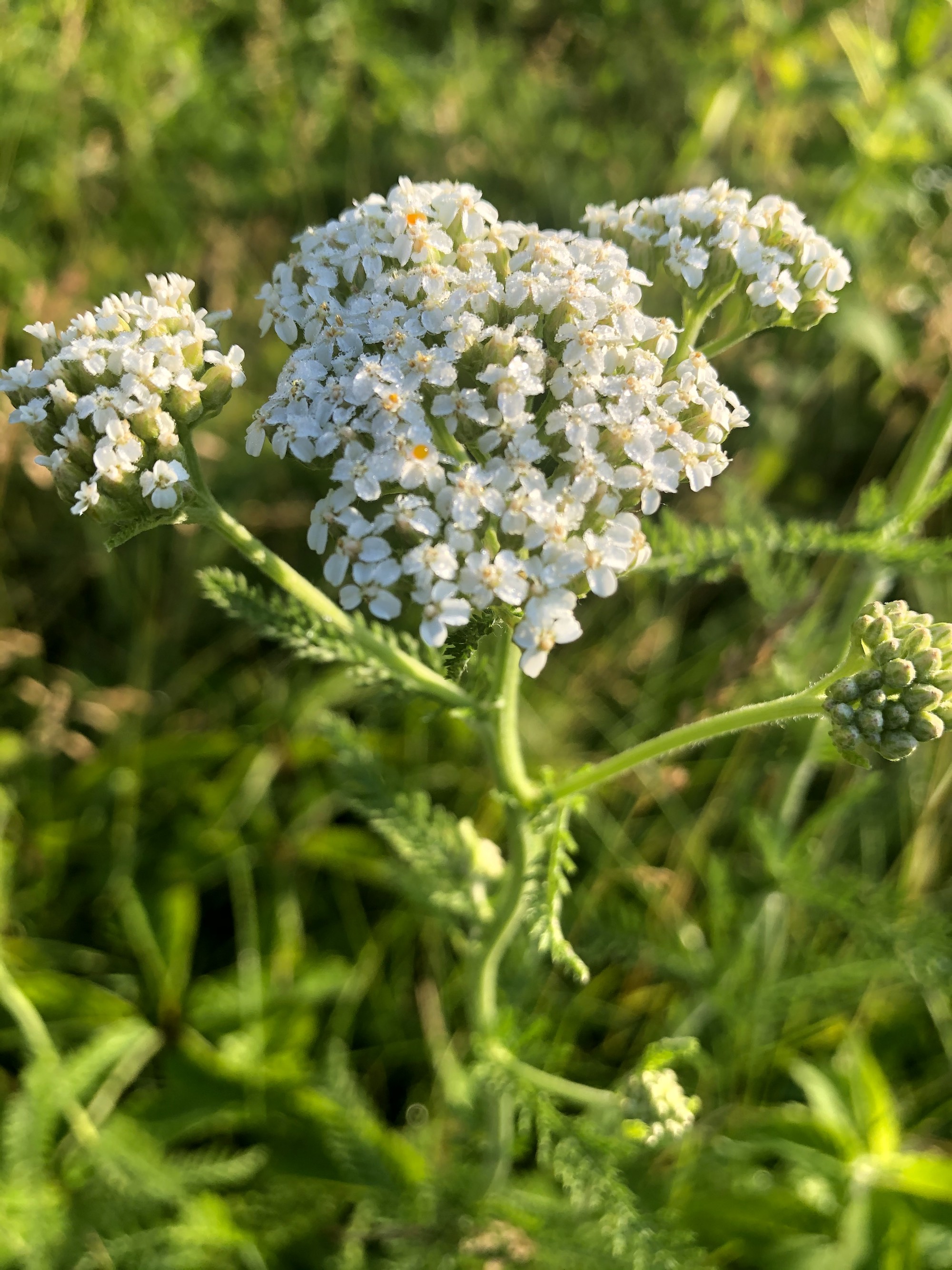 Common Yarrow on shore of Marion Dunn Pond on June 18, 2020.