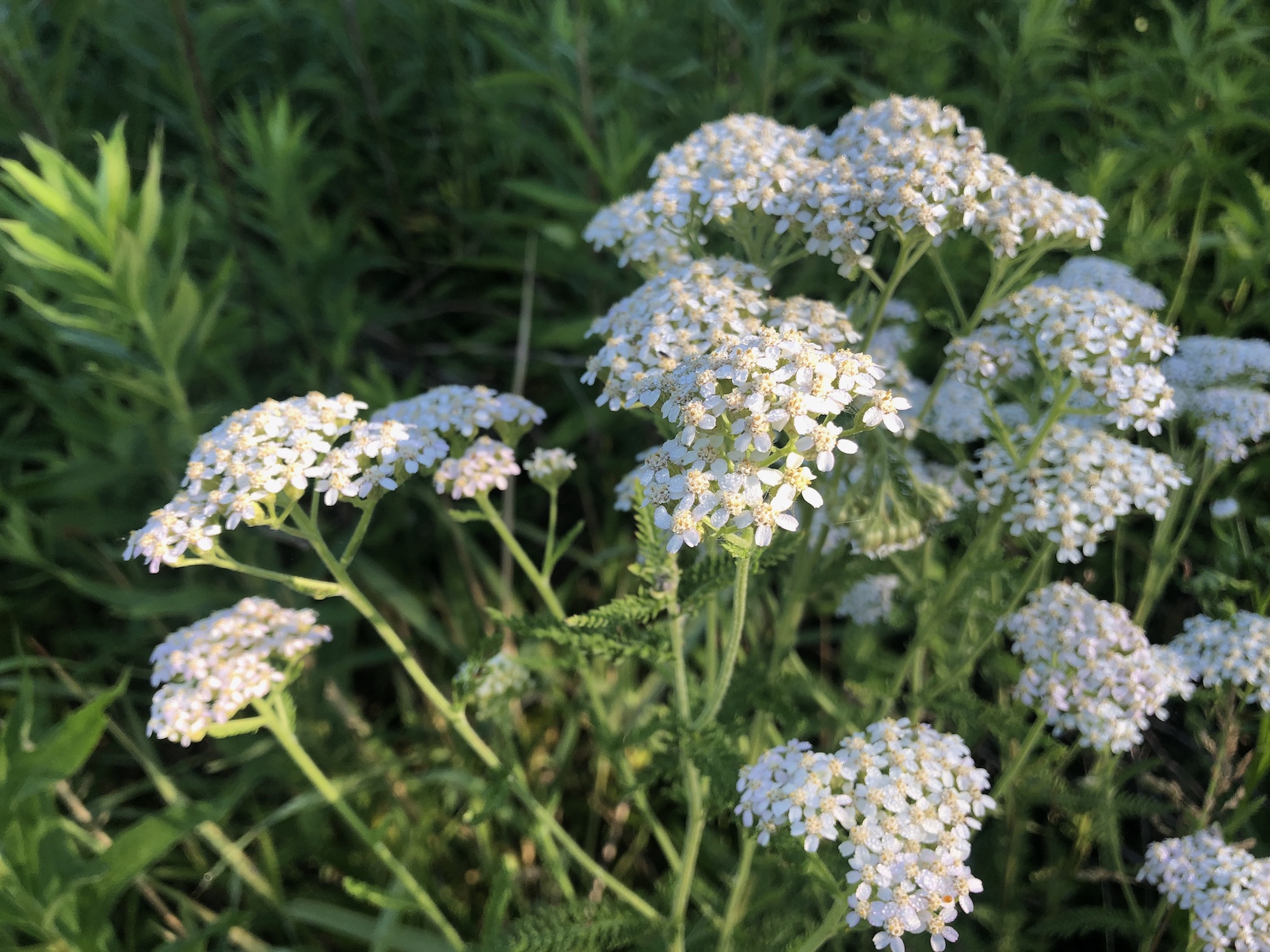 Common Yarrow on shore of Marion Dunn Pond on June 17, 2020.
