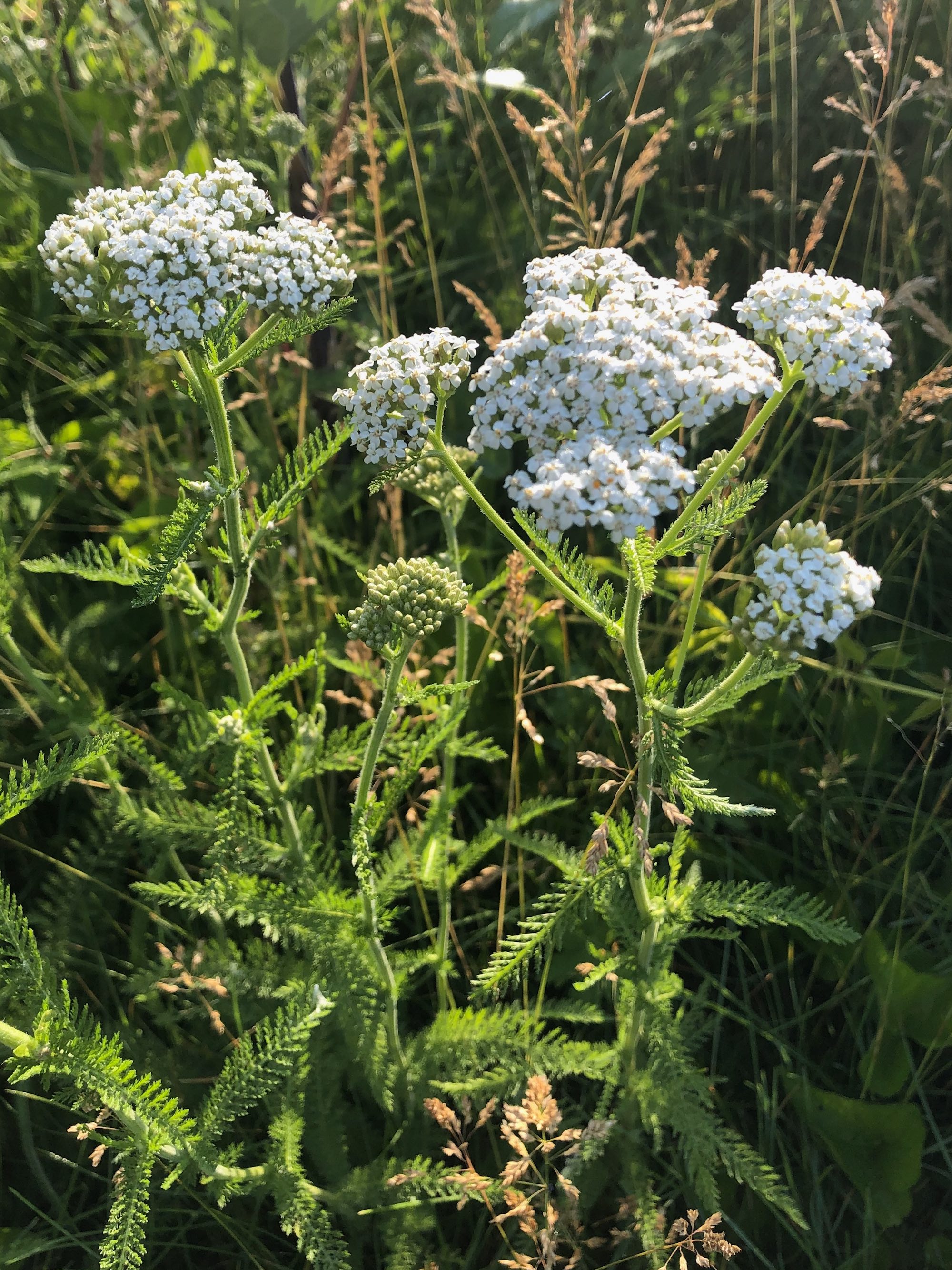 Common Yarrow on shore of Marion Dunn Pond on June 18, 2020.