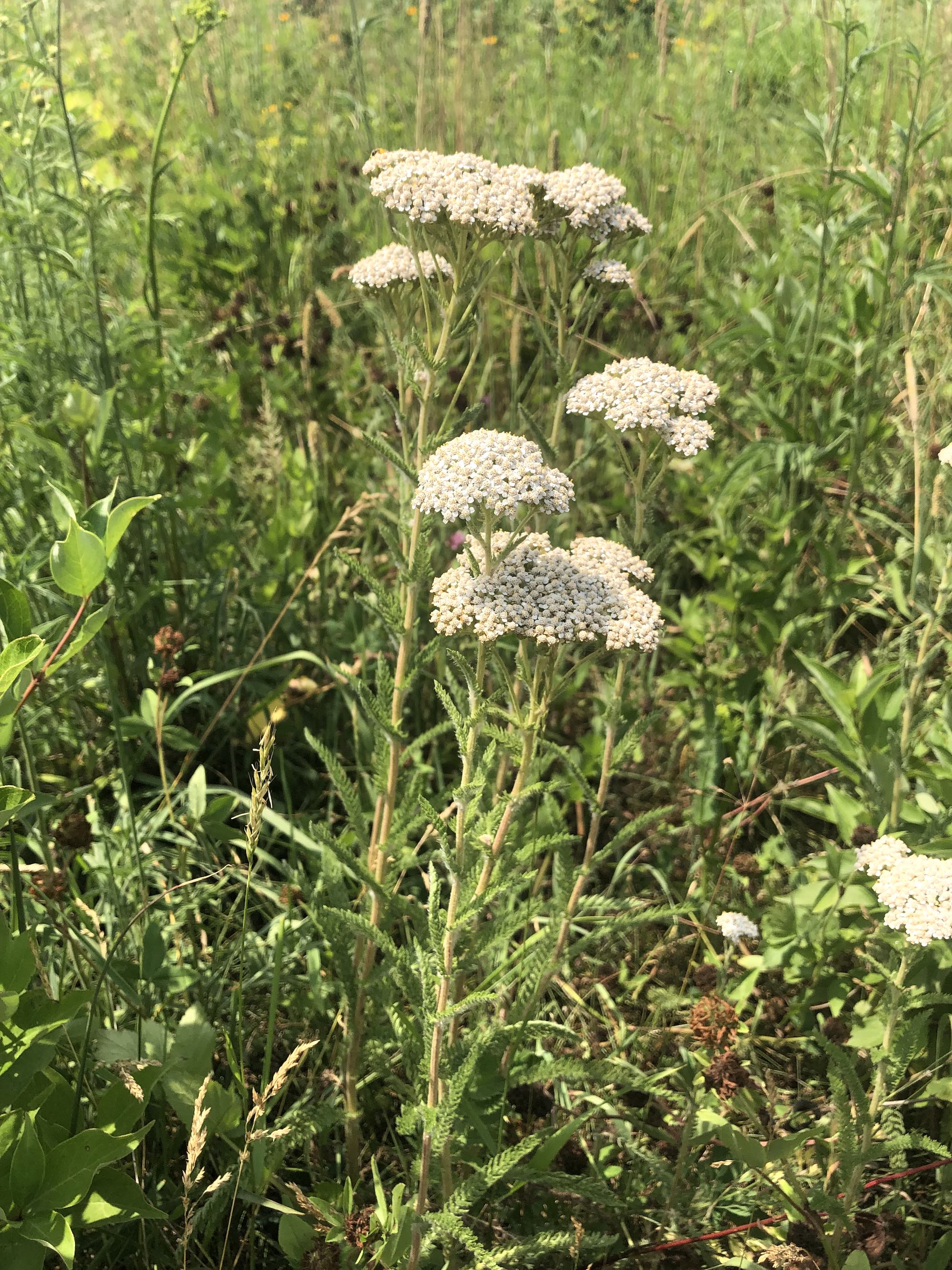 Common Yarrow in the Prairie Moraine Dog Park in Verona, Wisconsin on July 2, 2023.