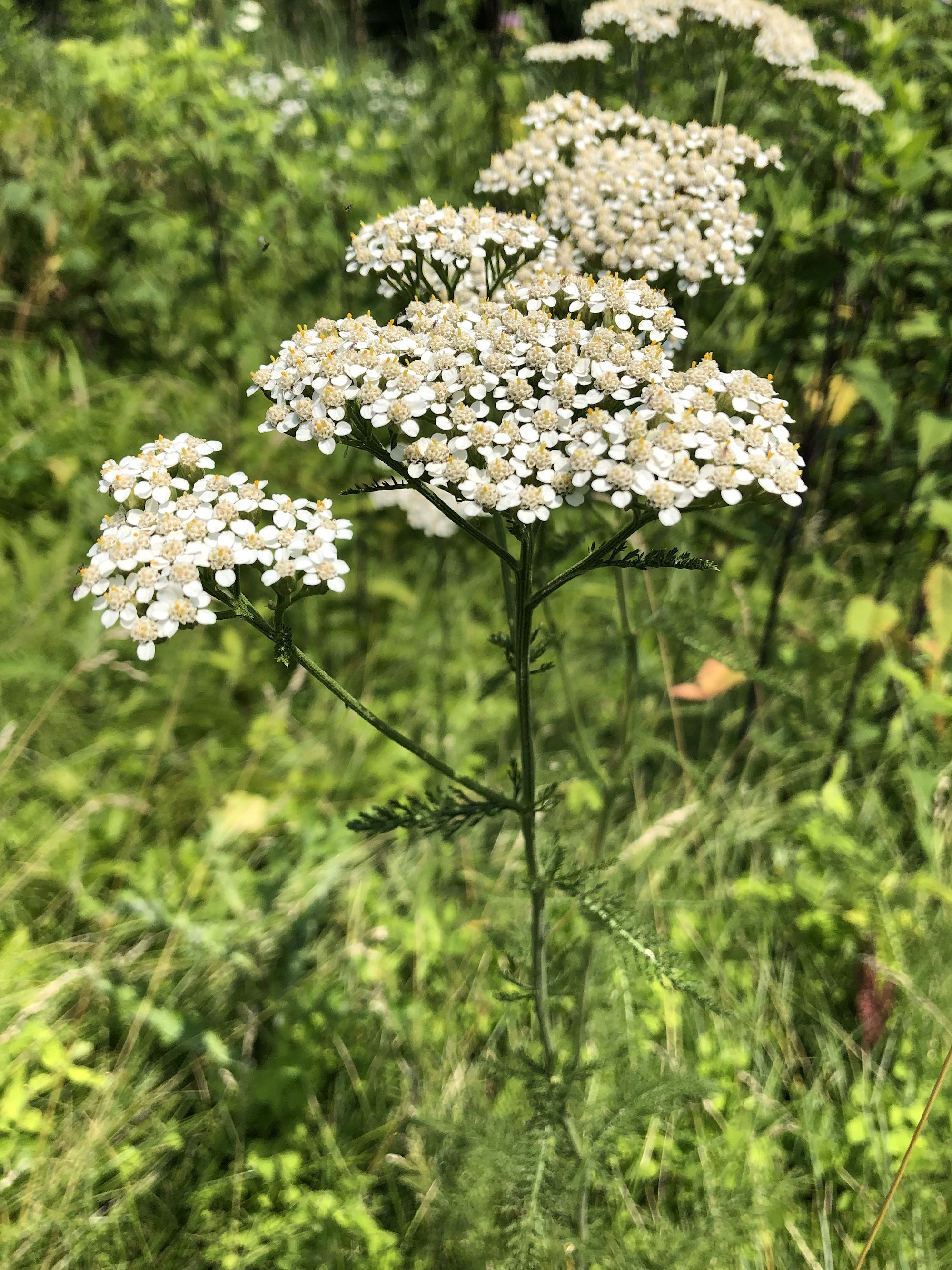 Common Yarrow on shore of Marion Dunn Pond on July 8, 2019.