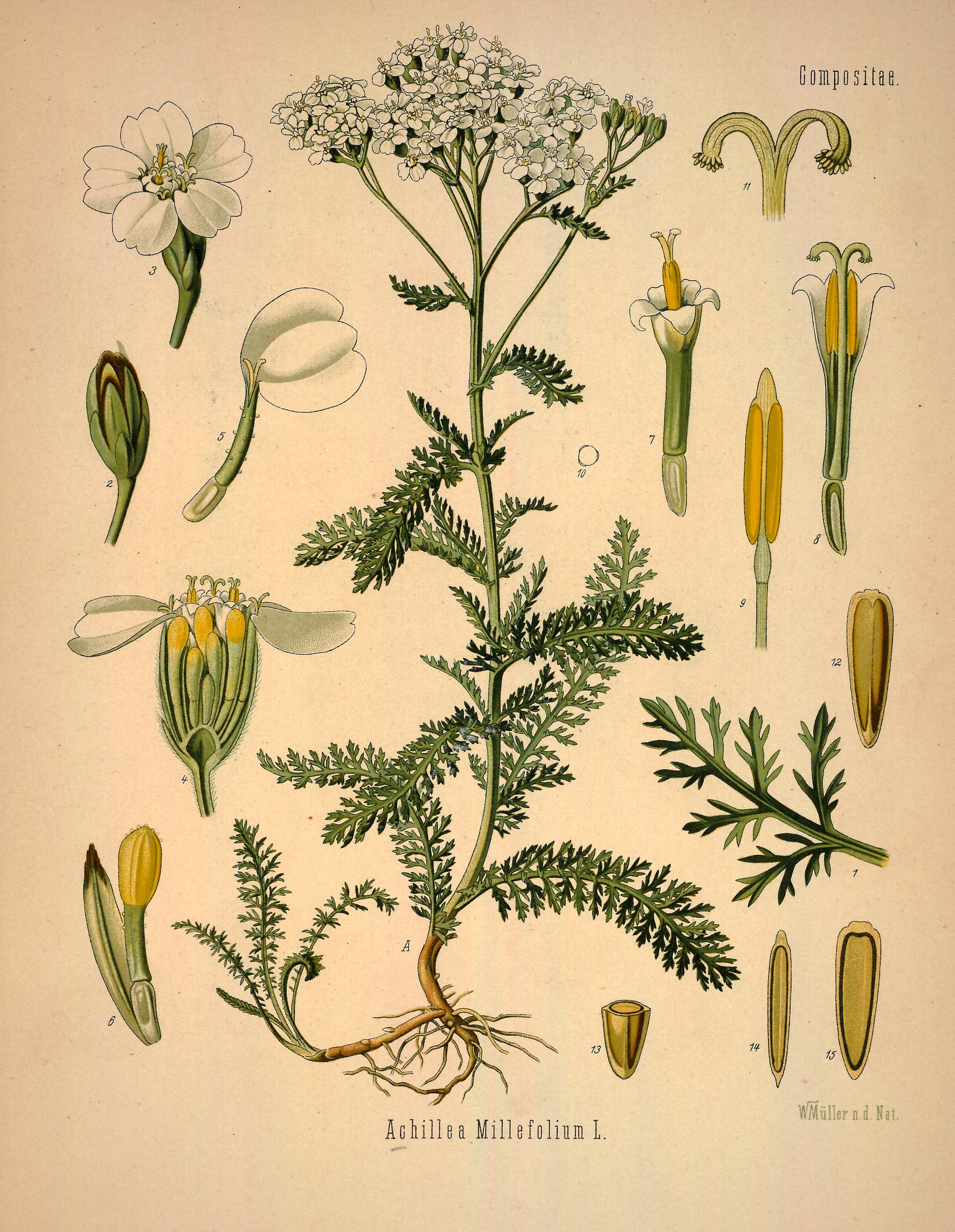 Common Yarrow botanical illustration.