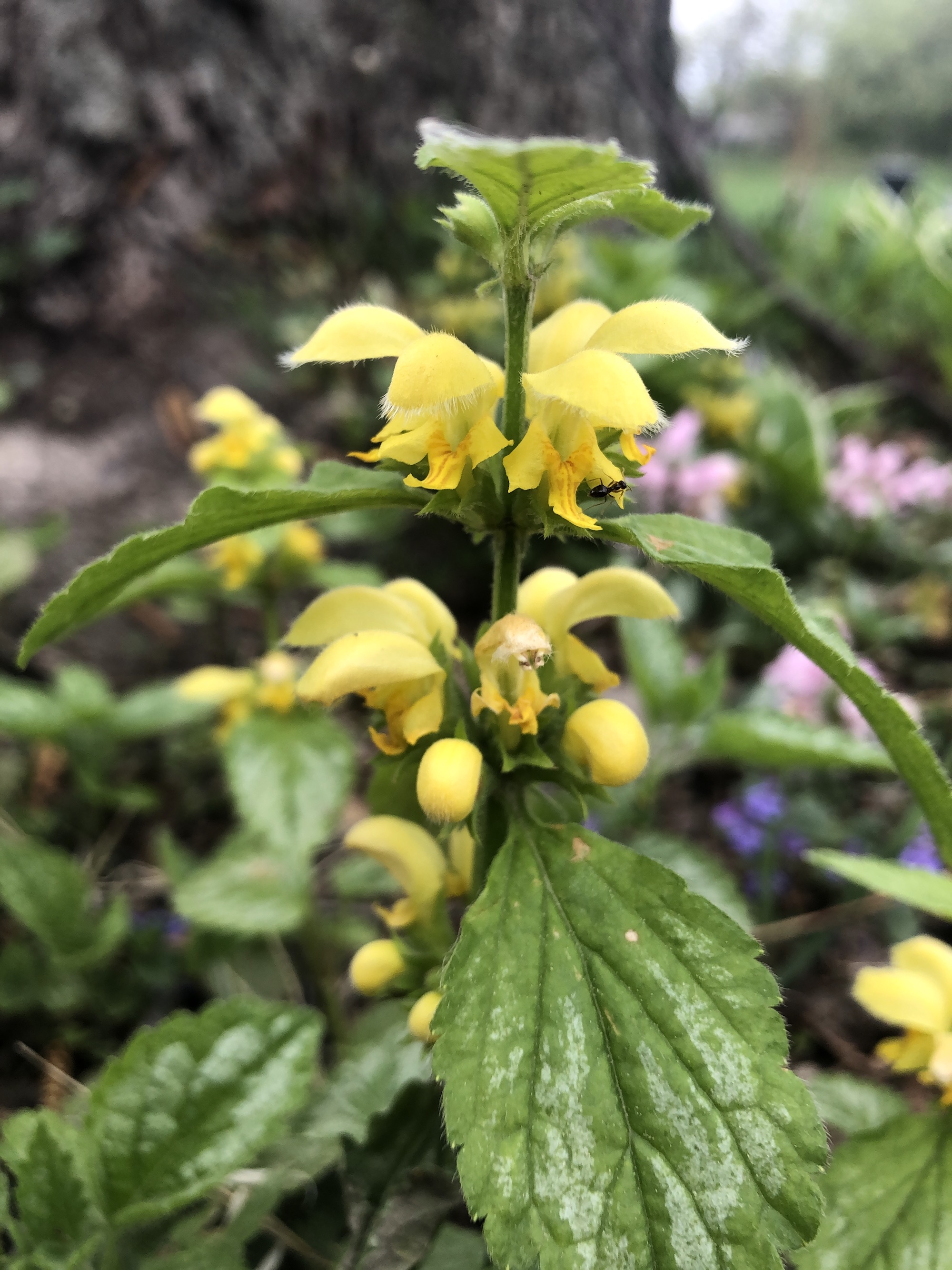 Yellow Archangel by Wingra Boathouse in Madison, Wisconsin on May 3, 2021.