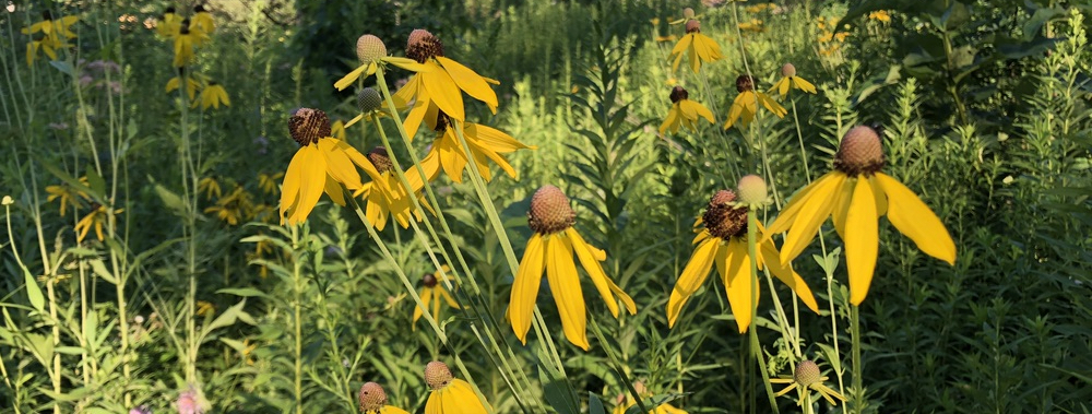 Gray-headed coneflower around Marion Dunn Pond in Madison in Madison, Wisconsin.