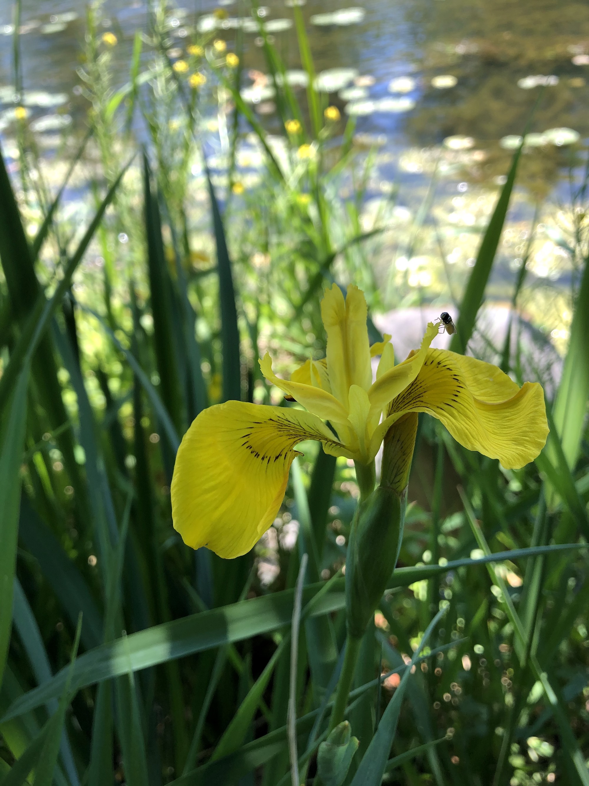 Yellow Flag Iris on east shore of Lake Wingra in Vilas Park  on May 29, 2021.