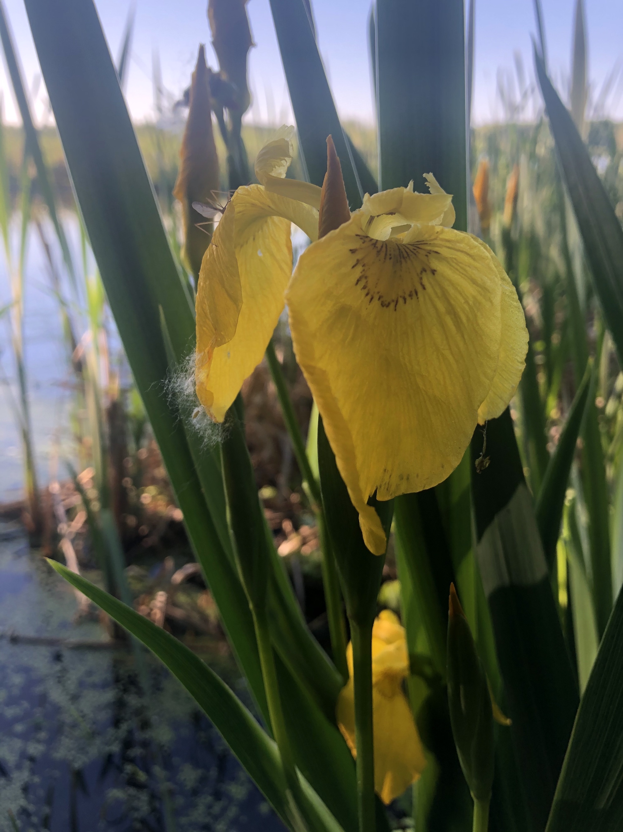 Yellow Flag Iris by Cattails on Lake Wingra on May 29, 2021.