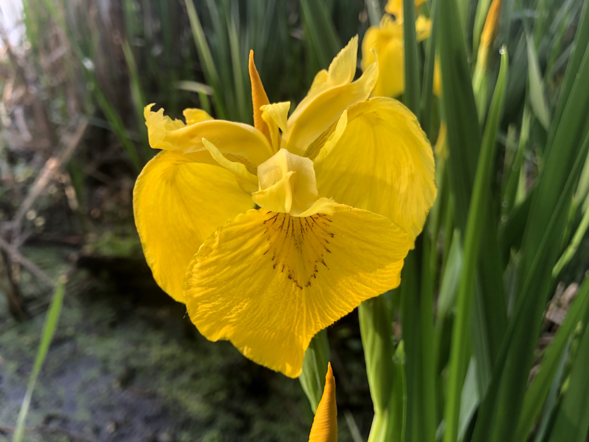 Yellow Flag Iris by Cattails on Lake Wingra on June 4, 2020.