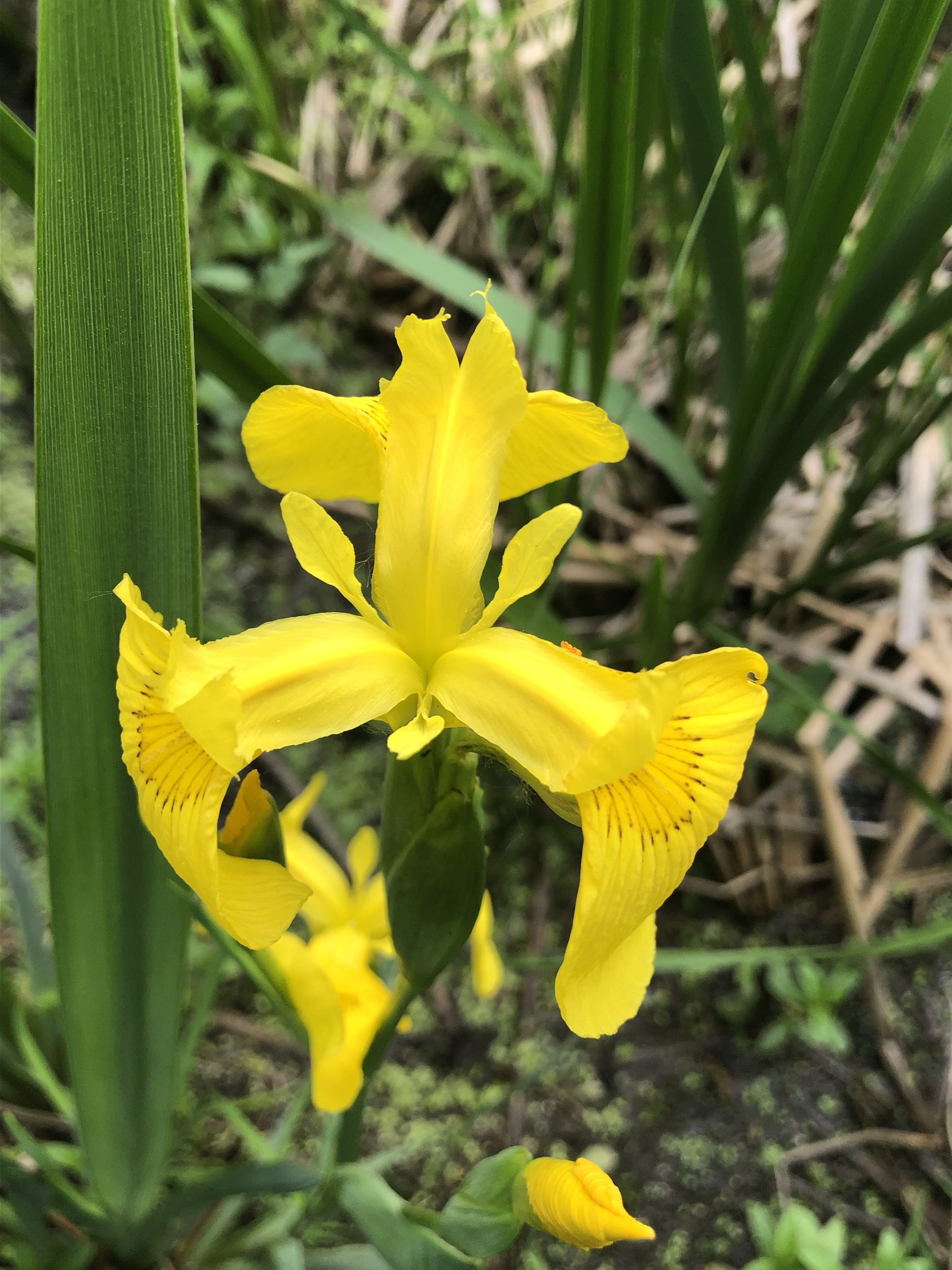 Yellow Flag Iris by Cattails on Lake Wingra on June 5, 2020.