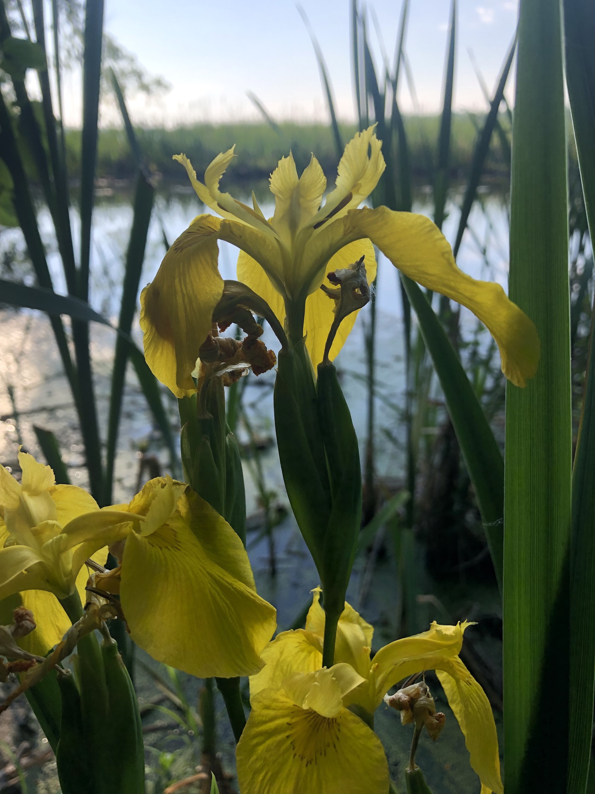 Yellow Flag Iris by Cattails on Lake Wingra on June 6, 2021.