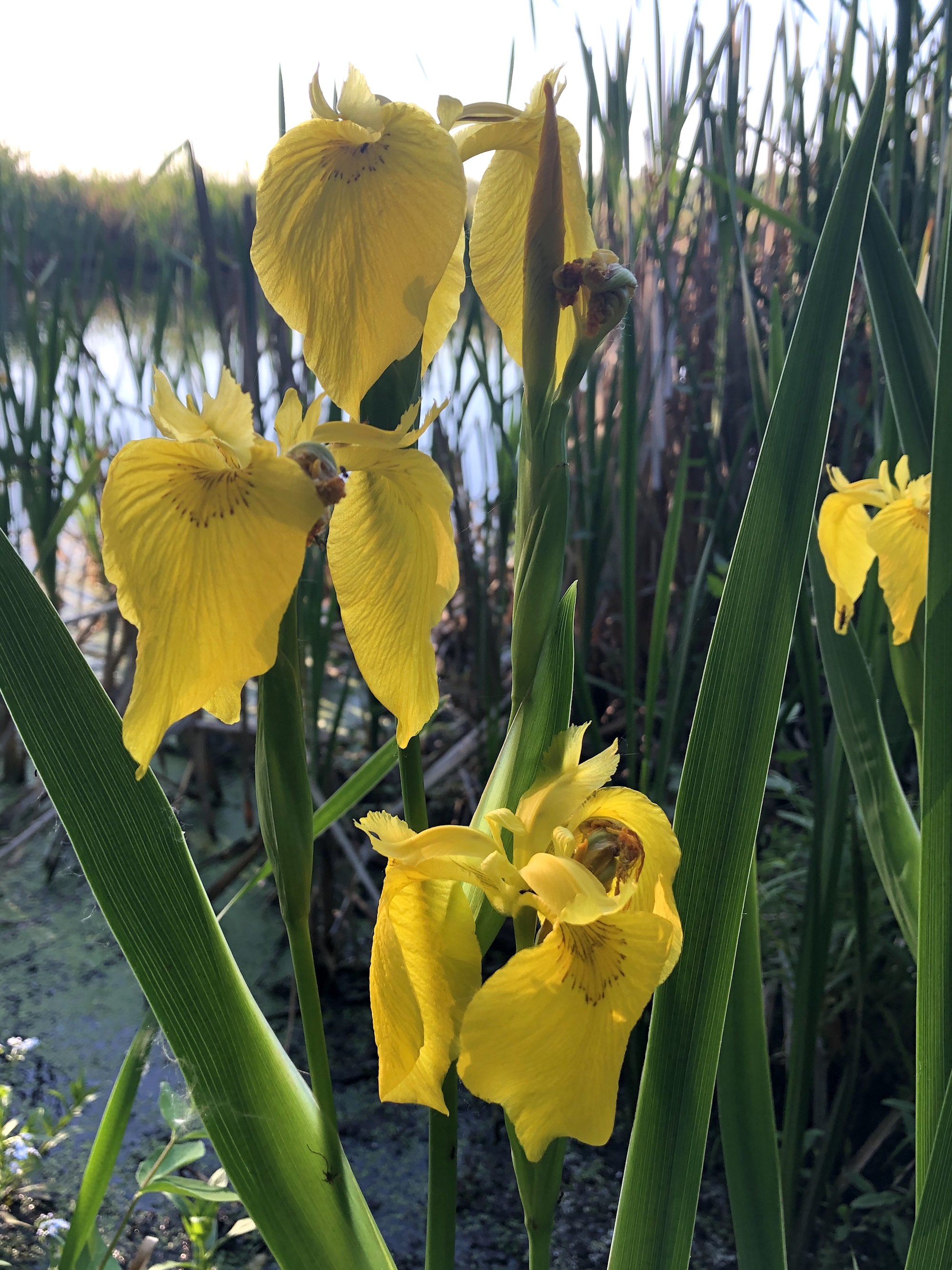Yellow Flag Iris by Cattails on Lake Wingra on June 8, 2020.