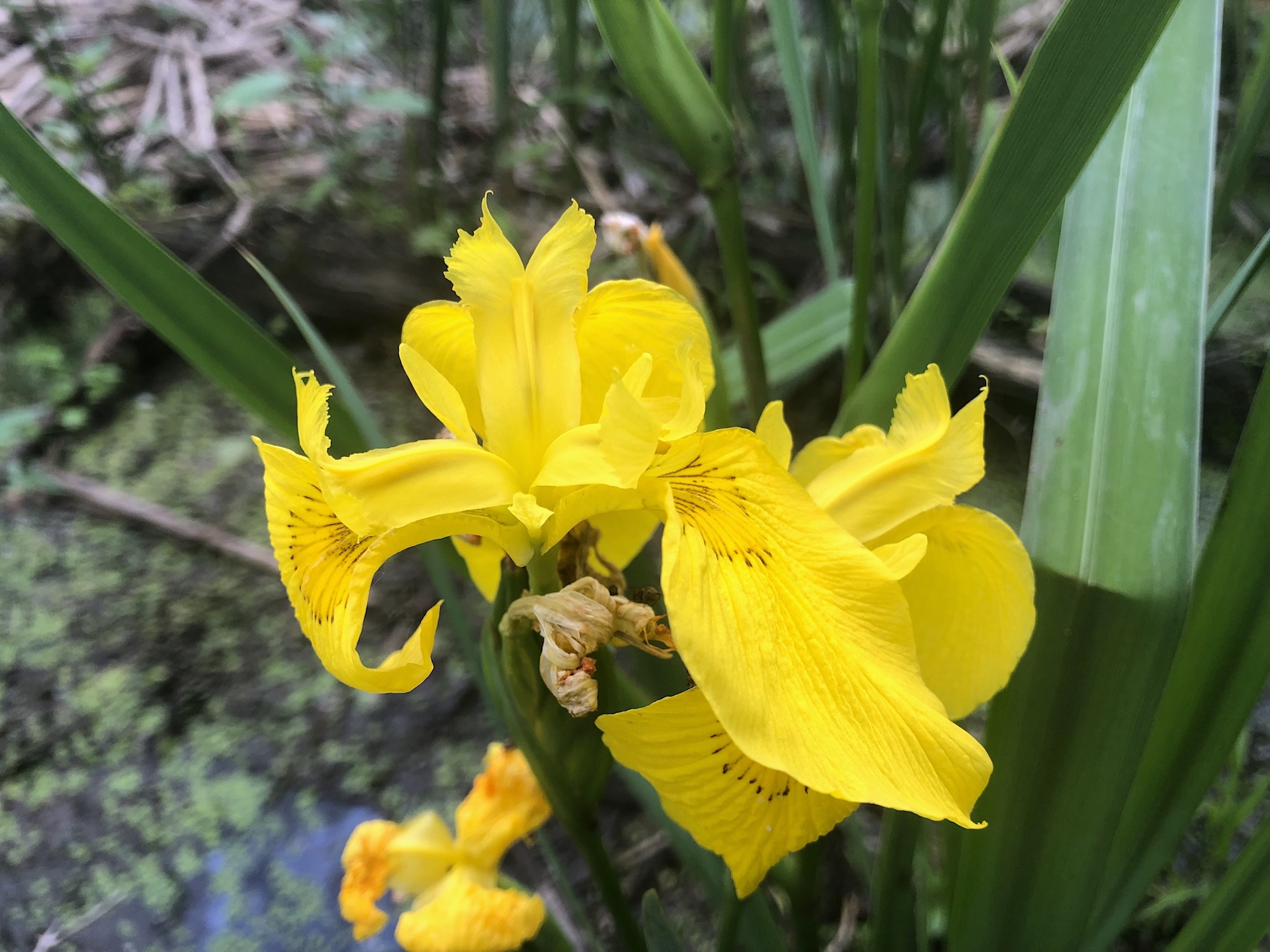 Yellow Flag Iris by Cattails on Lake Wingra on June 18, 2019.