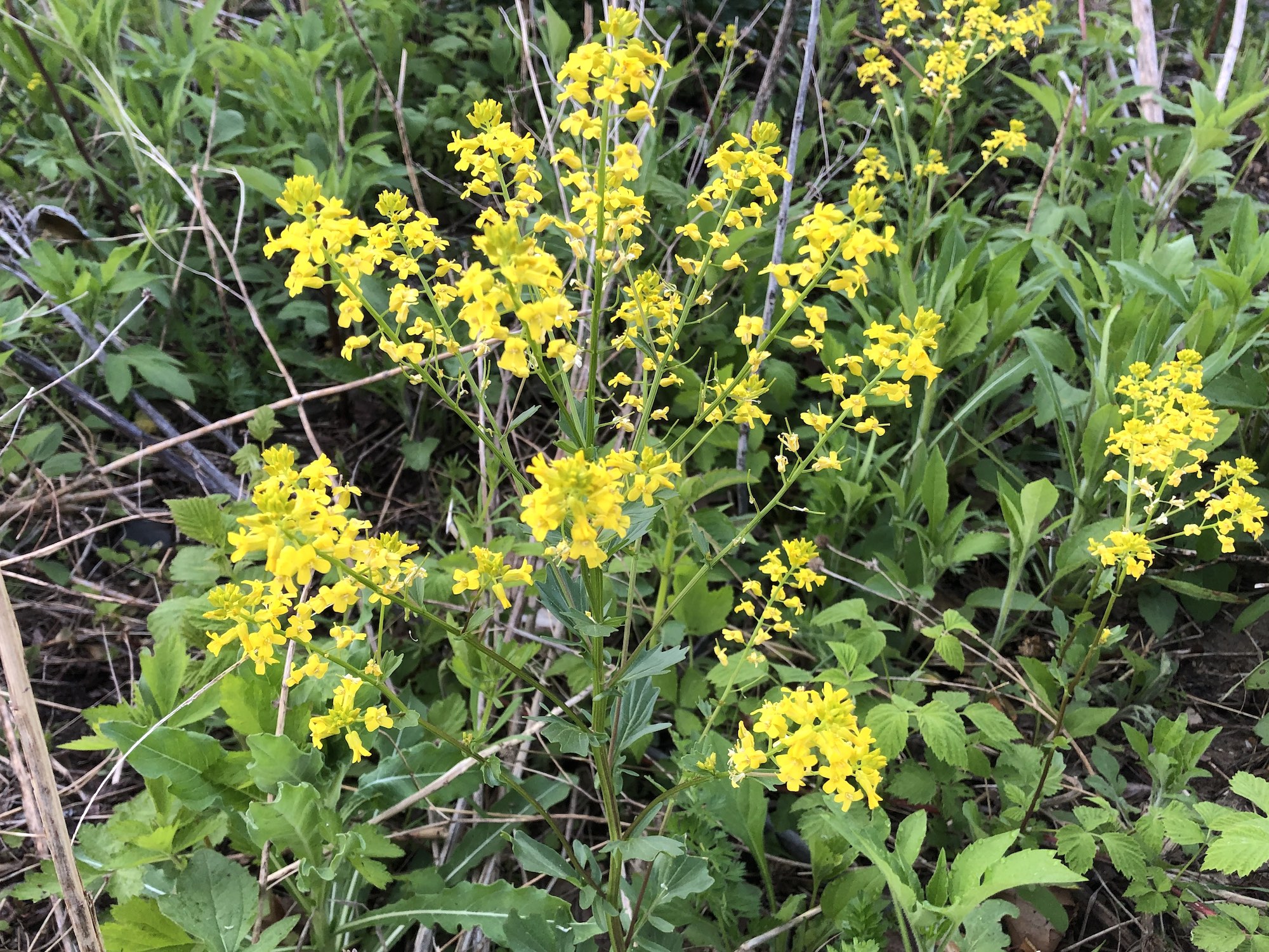 Garden Yellow Rocket in woods between Marion Dunn and Oak Savanna on May 14, 2019.