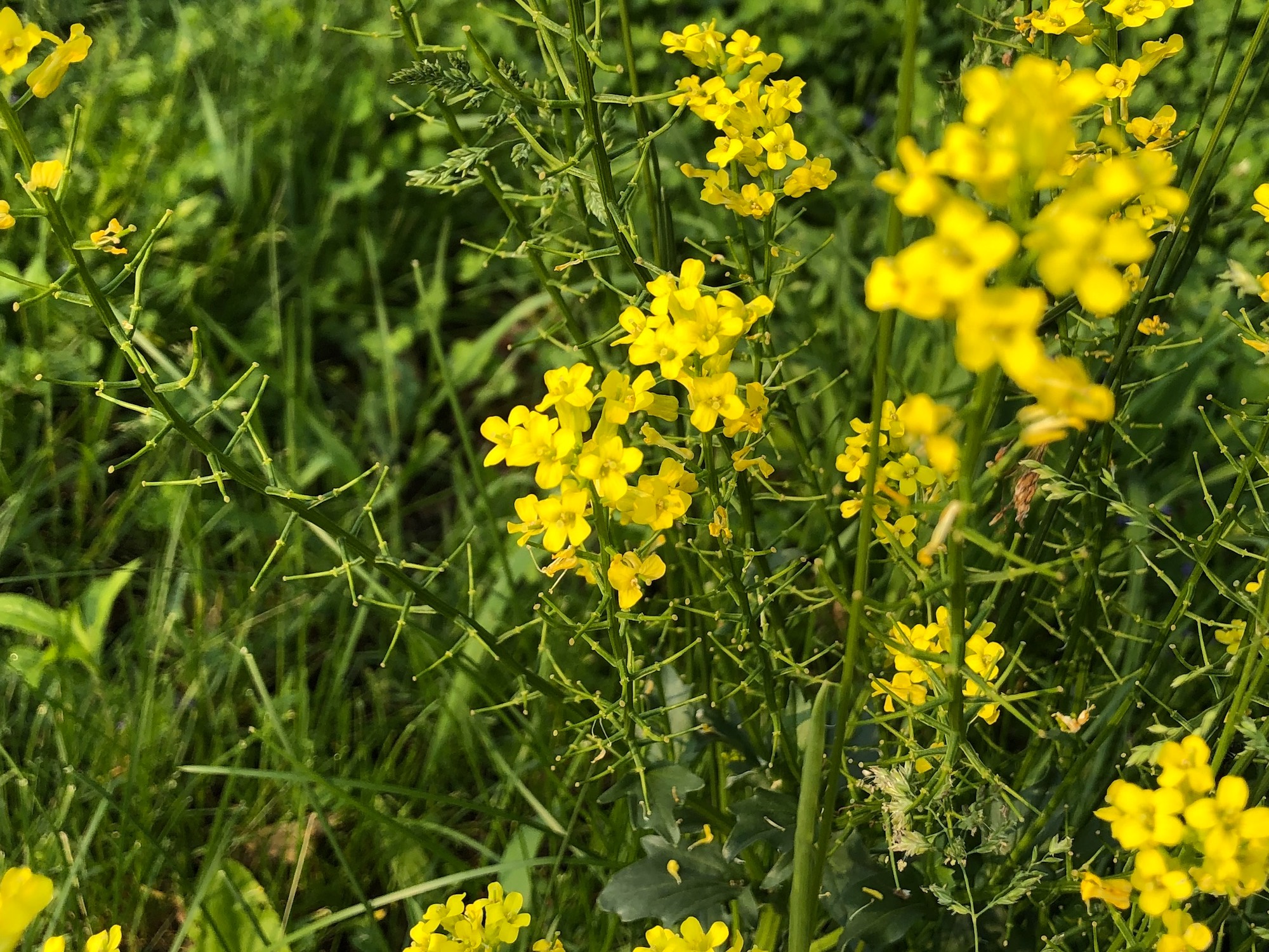 Garden Yellow Rocket by Marion Dunn Pond on May 31, 2019.