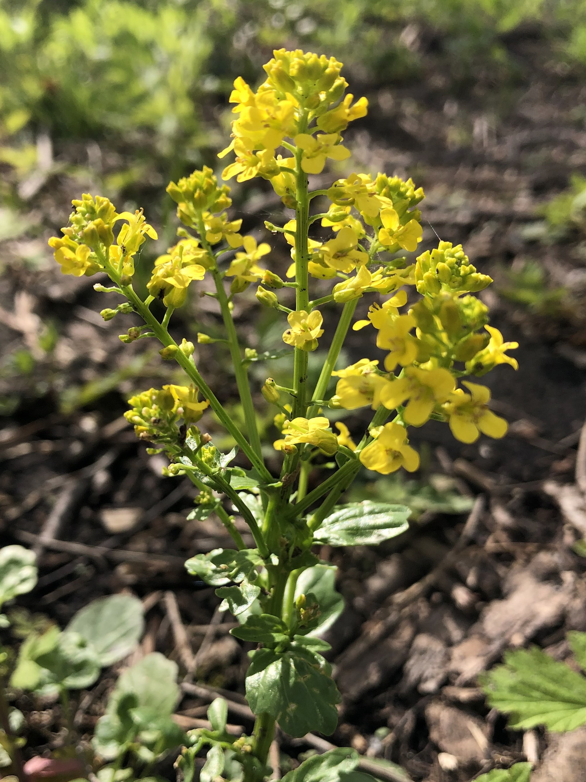Garden Yellow Rocket in woods between Marion Dunn and Oak Savanna in Madison, Wisconsin on May 4, 2021.