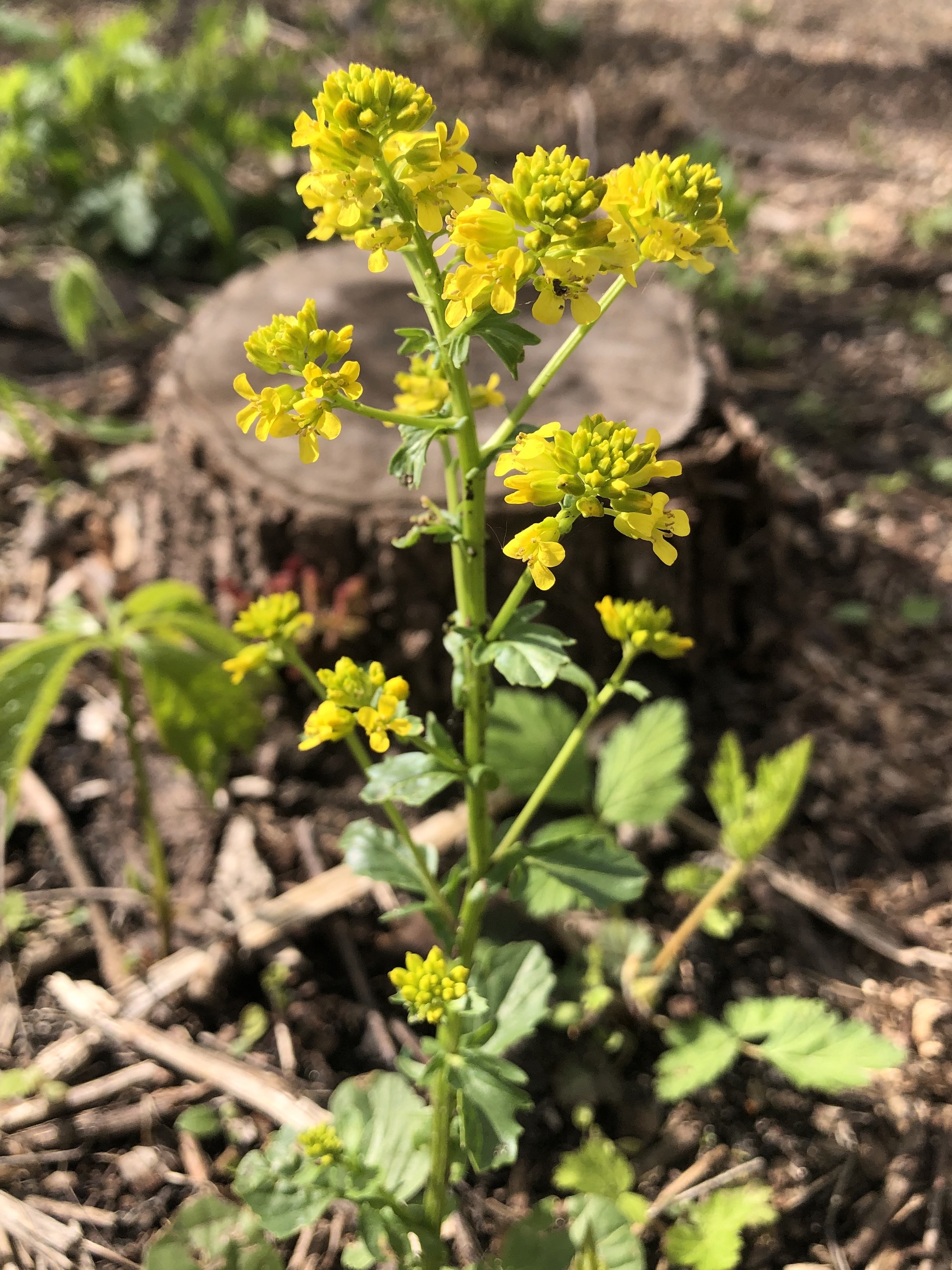 Garden Yellow Rocket in woods between Marion Dunn and Oak Savanna in Madison, Wisconsin on May 4, 2021.