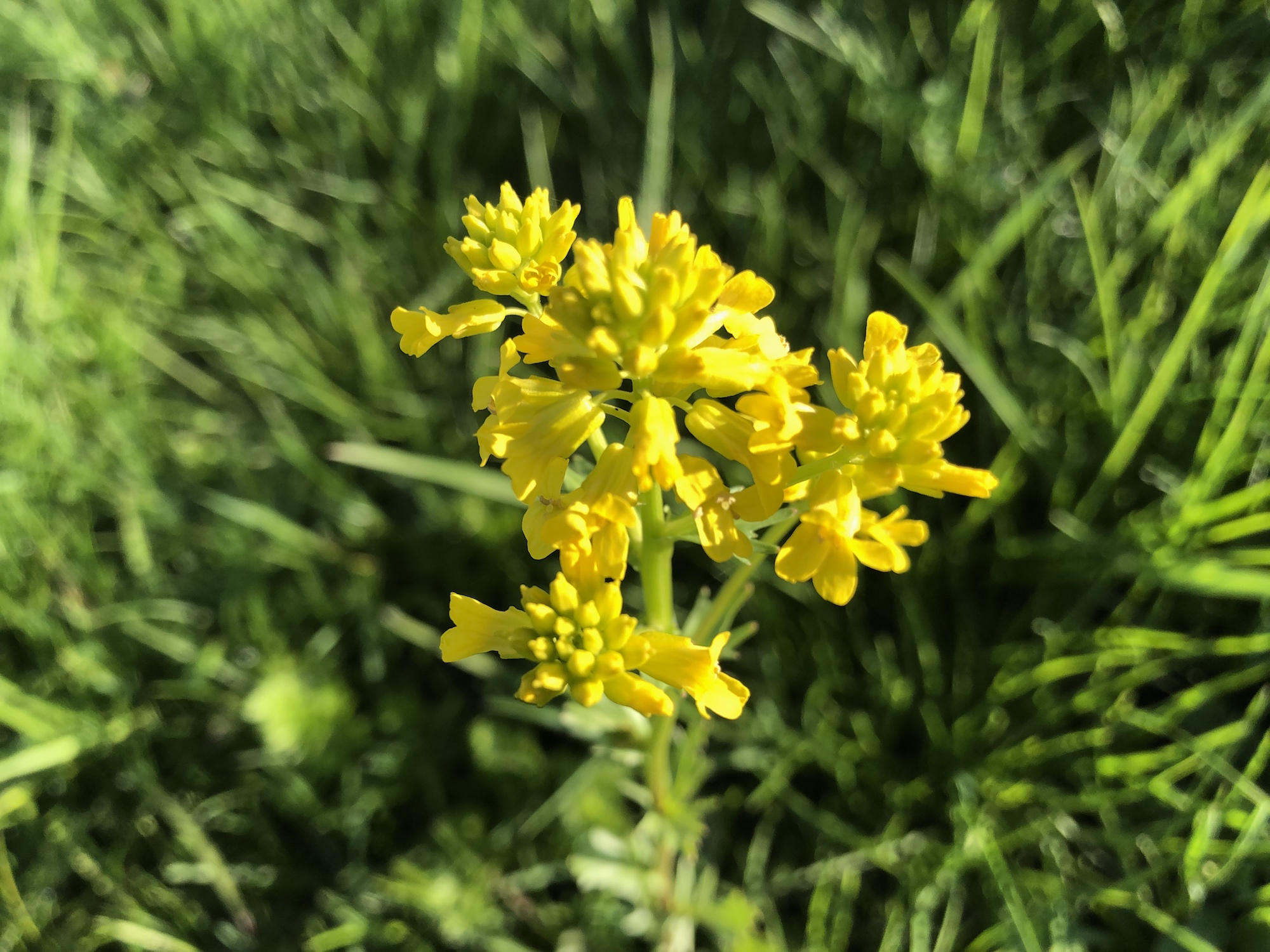 Garden Yellow Rocket in woods between Marion Dunn and Oak Savanna in Madison, Wisconsin on May 6, 2020.