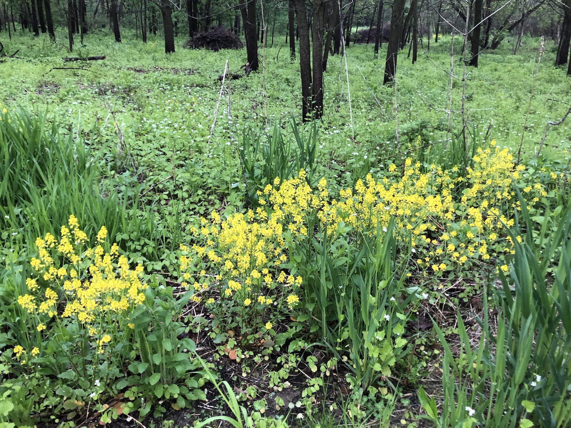 Garden Yellow Rocket in woods between Marion Dunn and Oak Savanna on May 22, 2019.