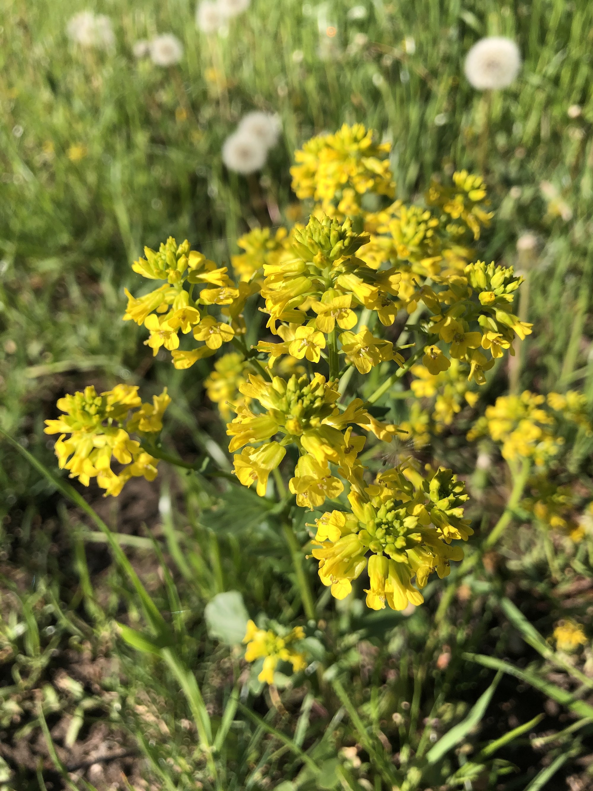 Garden Yellow Rocket in Marion Dunn prairie in Madison, Wisconsin on May 5, 2021.