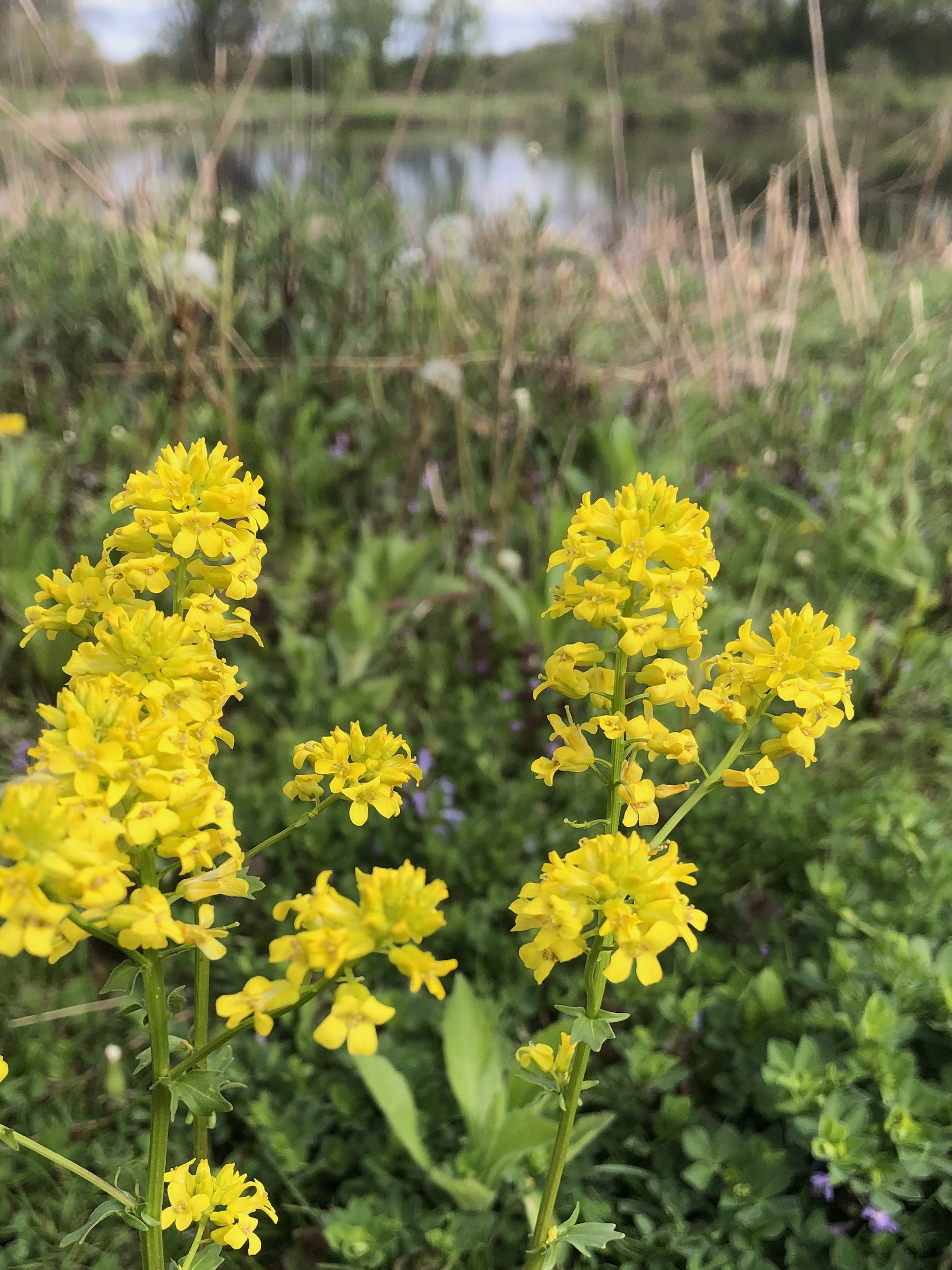 Garden Yellow Rocket in Marion Dunn prairie in Madison, Wisconsin on May 4, 2021.