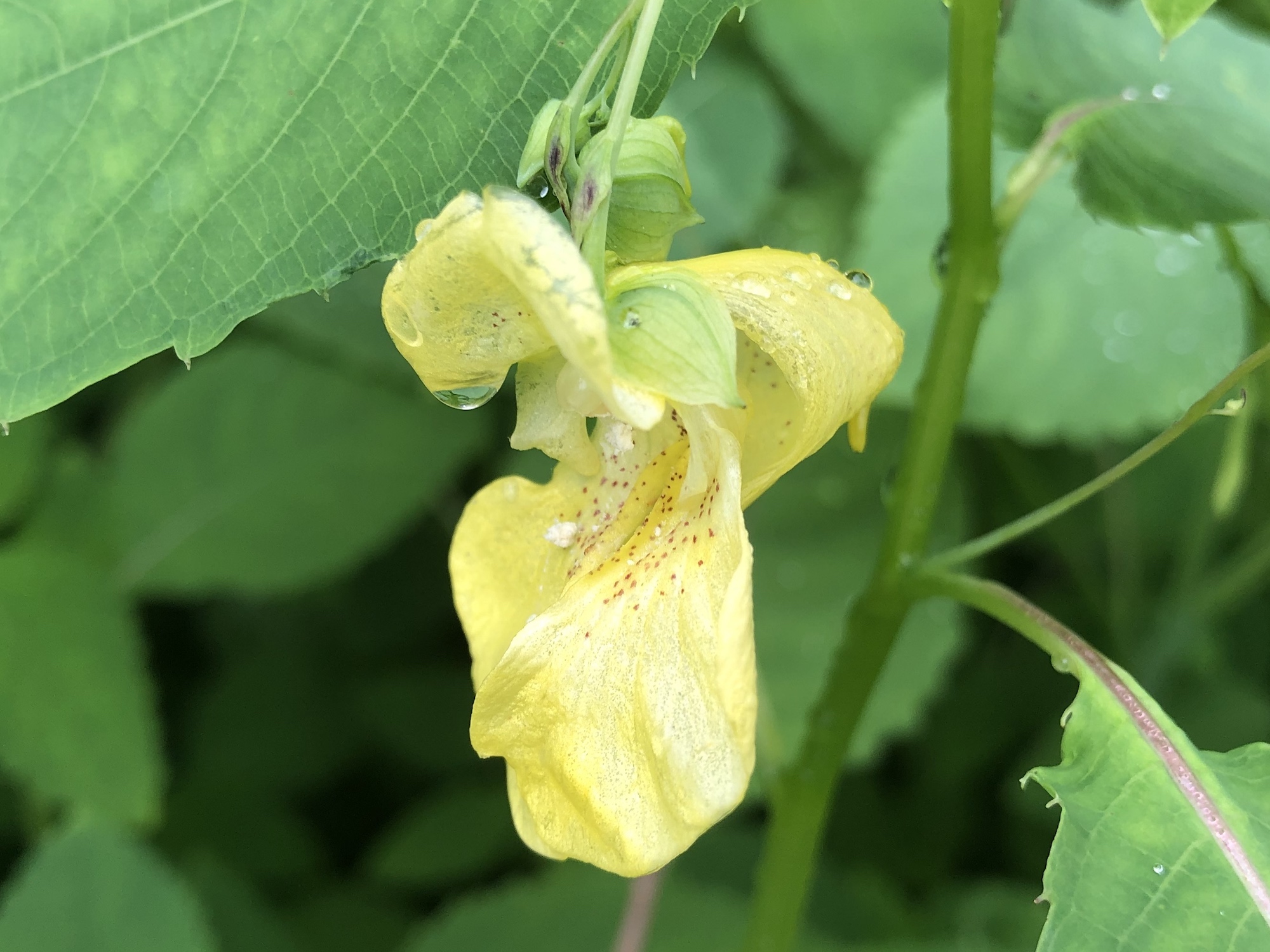 Yellow Jewelweed in Nakoma Park on July 6, 2019.