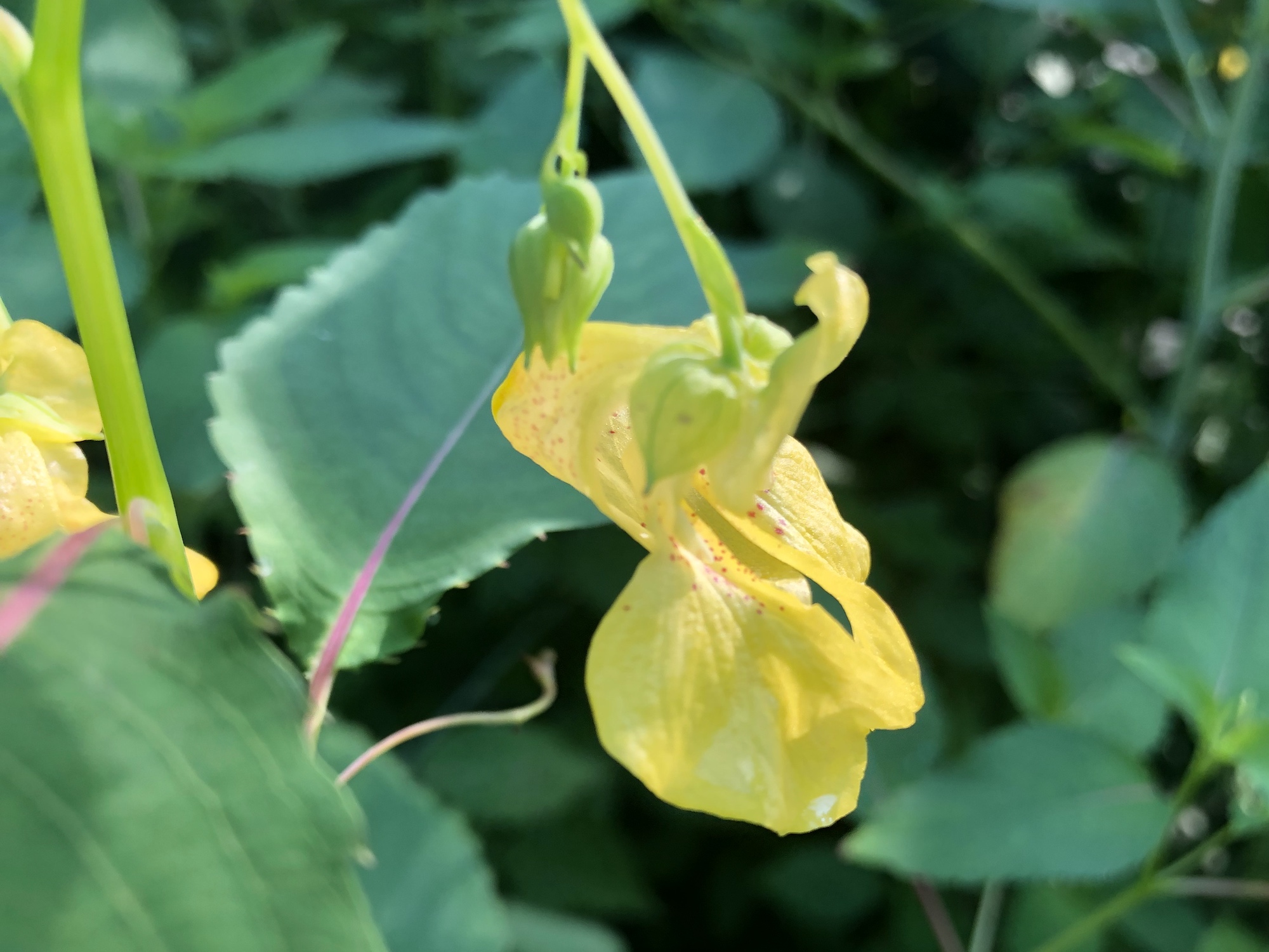 Yellow Jewelweed in the Oak Savanna on July 11, 2019.
