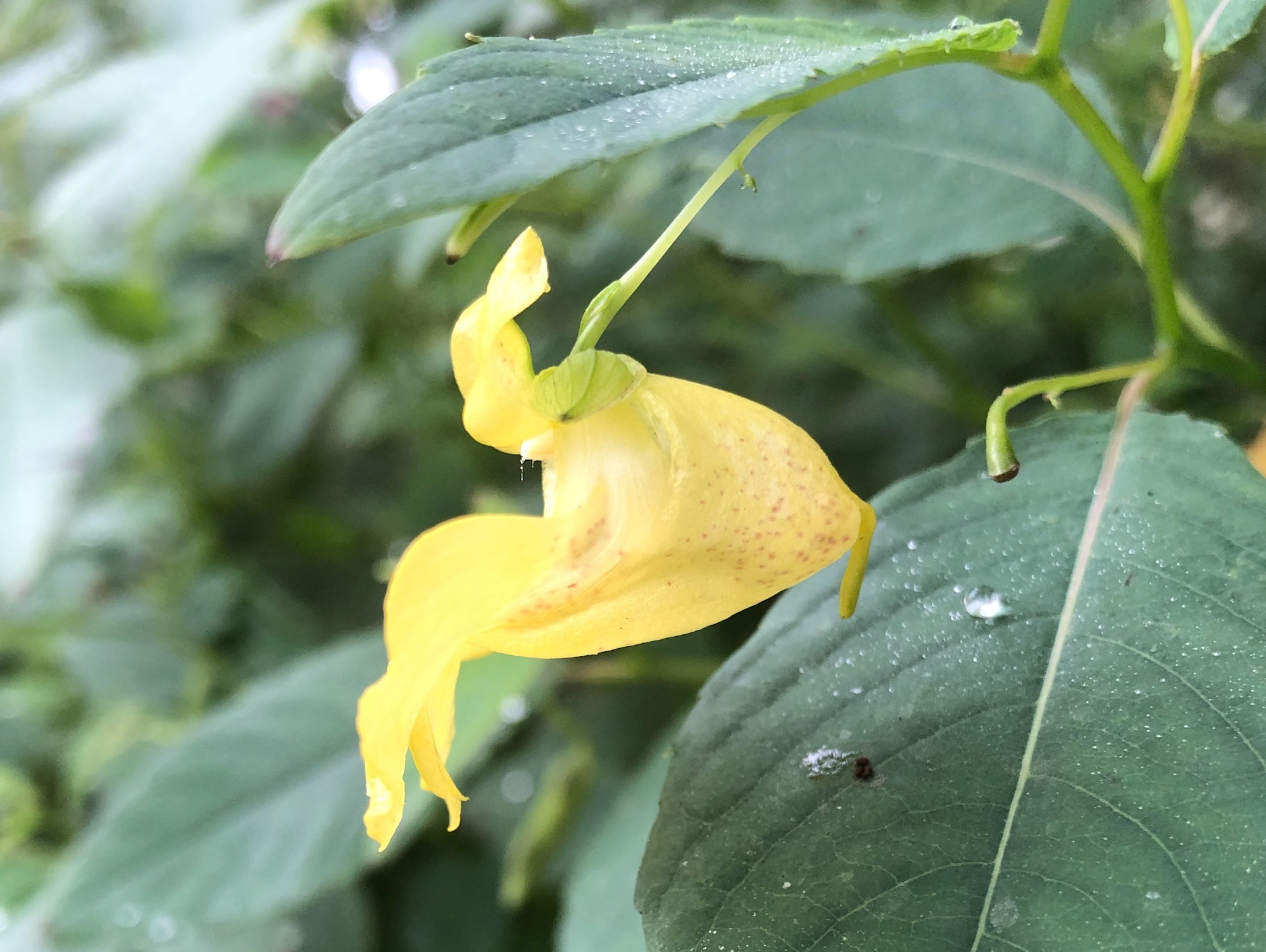Yellow Jewelweed in the Oak Savanna on September 17, 2019.