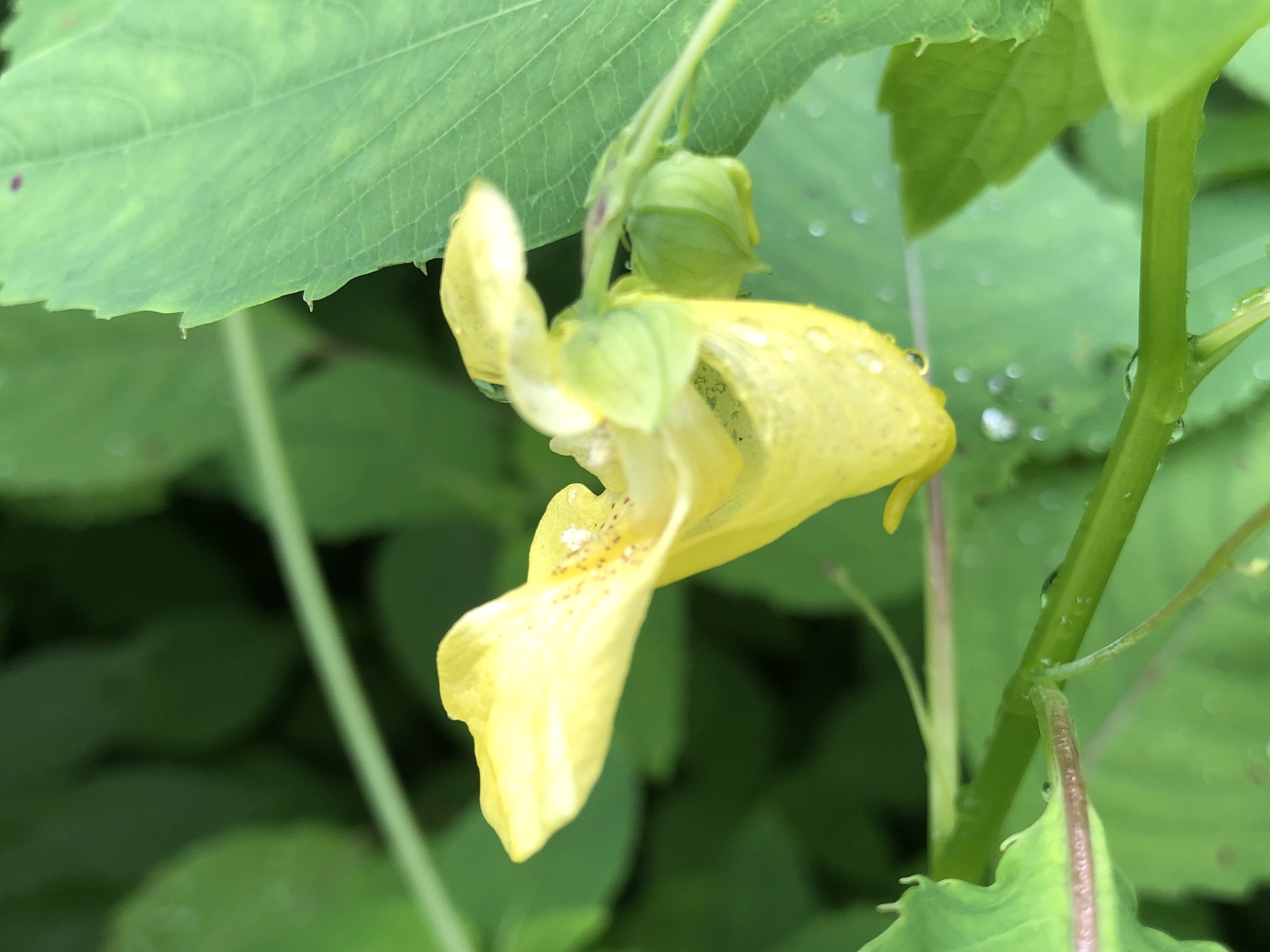 Yellow Jewelweed in the Oak Savanna on July 6, 2019.